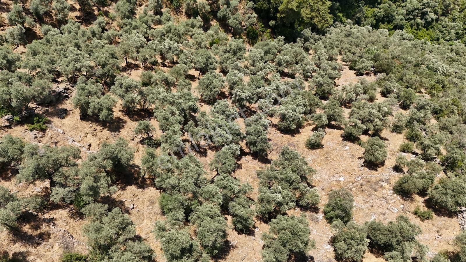 Hemen Hasada Hazır, Masrafsız Ve Yolu Açık 6.611 M2 Zeytinlik - Görsel 3