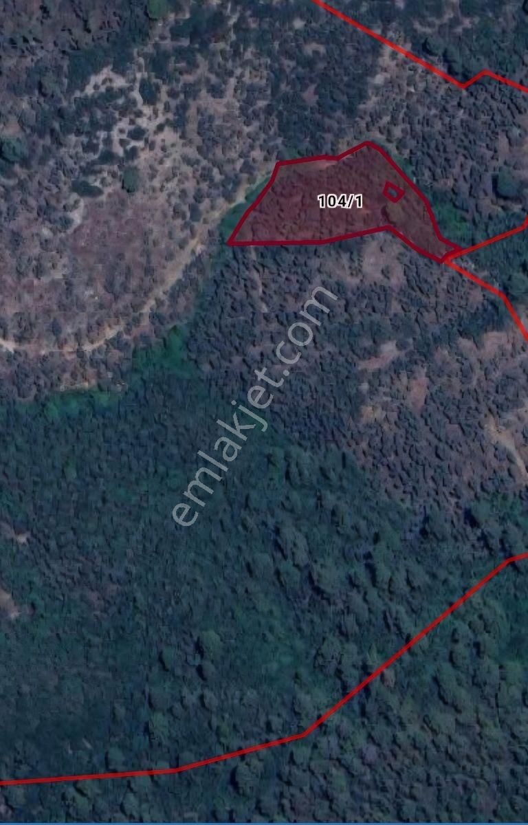 Hemen Hasada Hazır, Masrafsız Ve Yolu Açık 6.611 M2 Zeytinlik - Görsel 9
