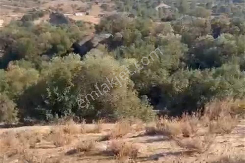 Muğla Yatağan'da 19.944 M2 Tarla - Görsel 7