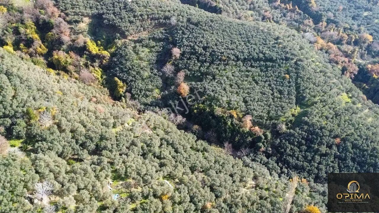 Opima Emlaktan Ocaklarda Yatırımlık Zeytinlik - Görsel 3