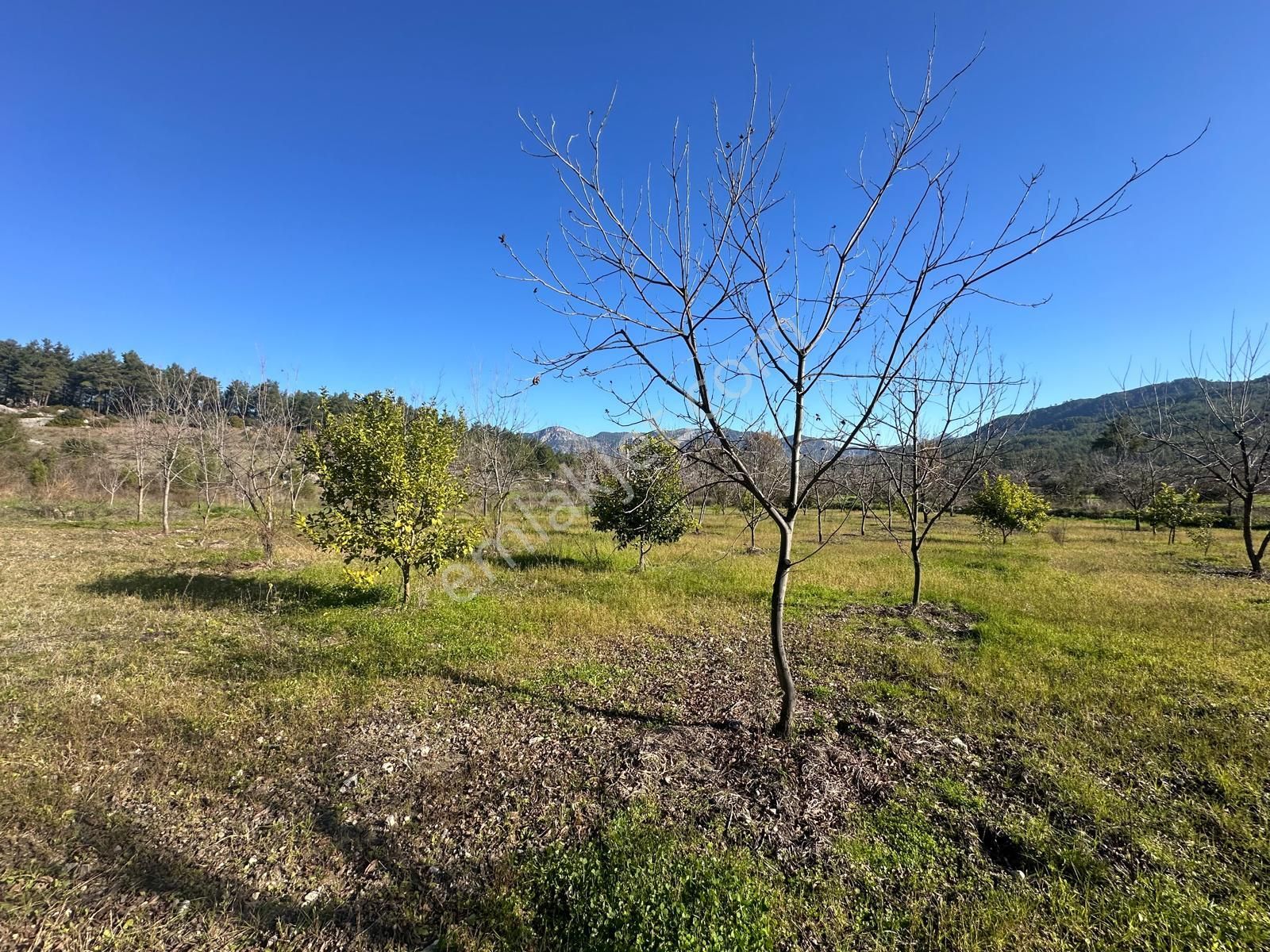 Muğla Dalaman Karaağaçta 1527 M2 İmarlı Arsa Satılık - Görsel 9