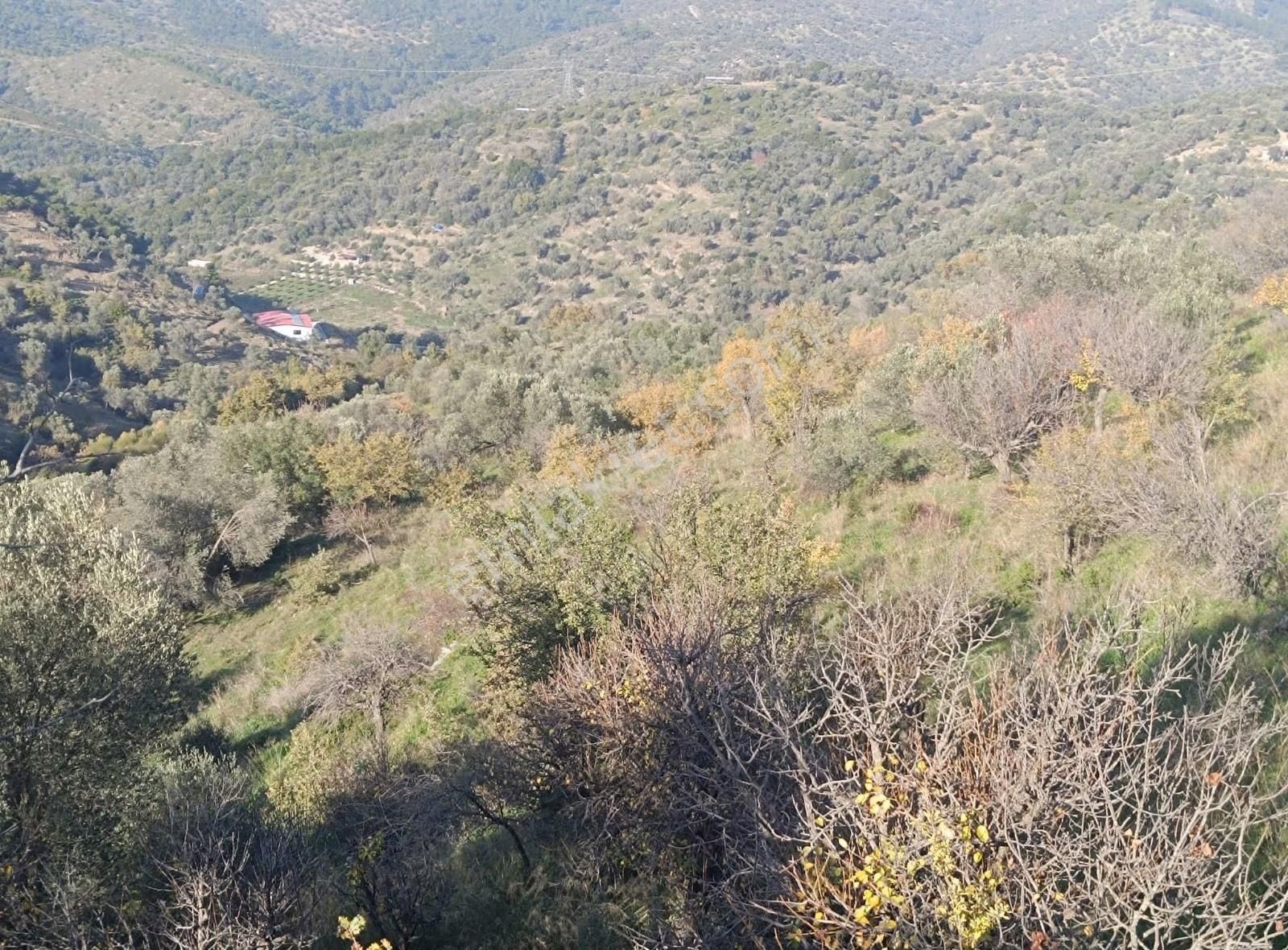 Seferihisar Beylerköyde Asfalta Cepheli 24 Dönüm Zeytinlik - Görsel 16