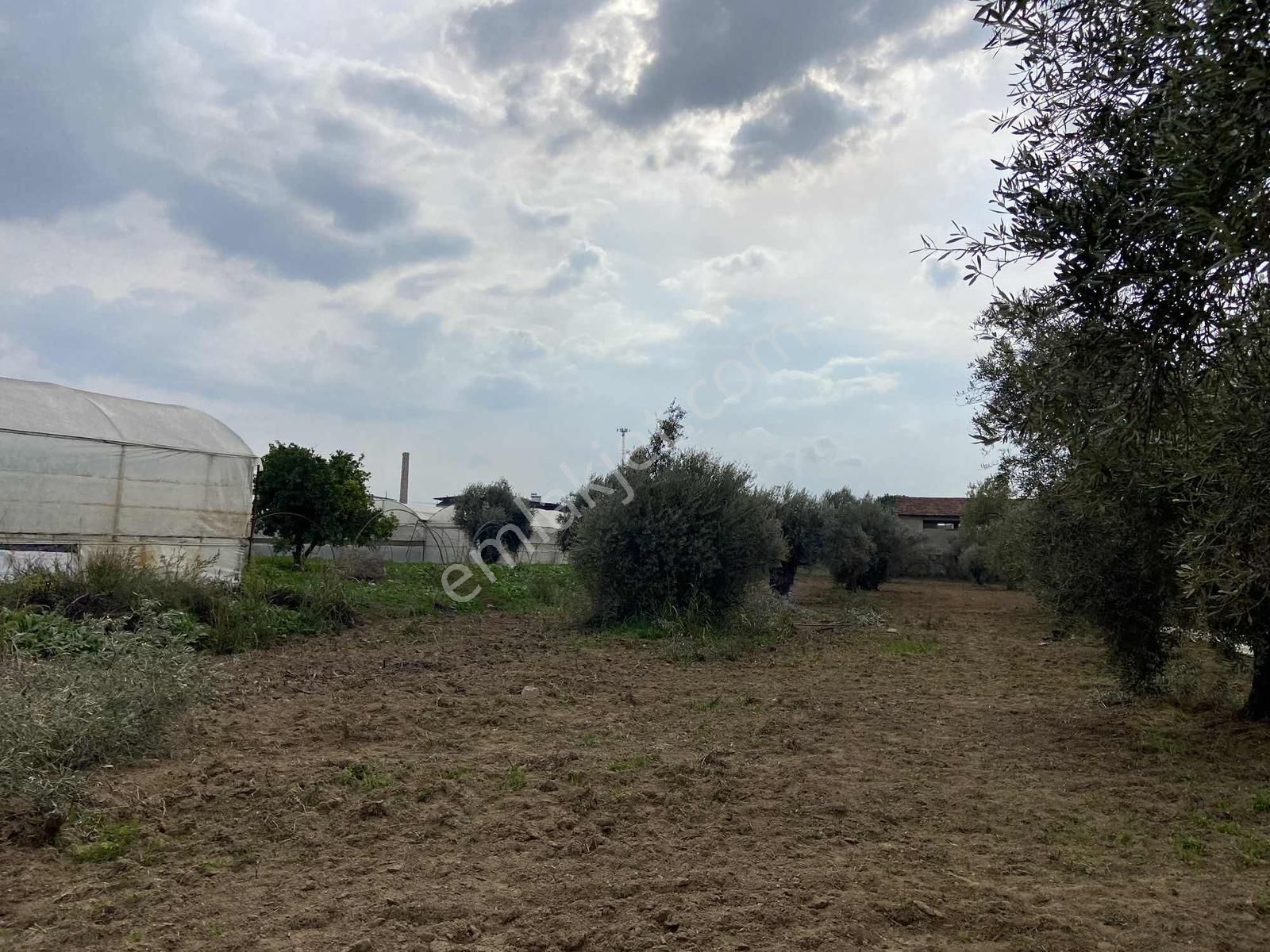Aydın İncirliova Erbeyli De Satılık 1.956 M2 Arsa - Görsel 24