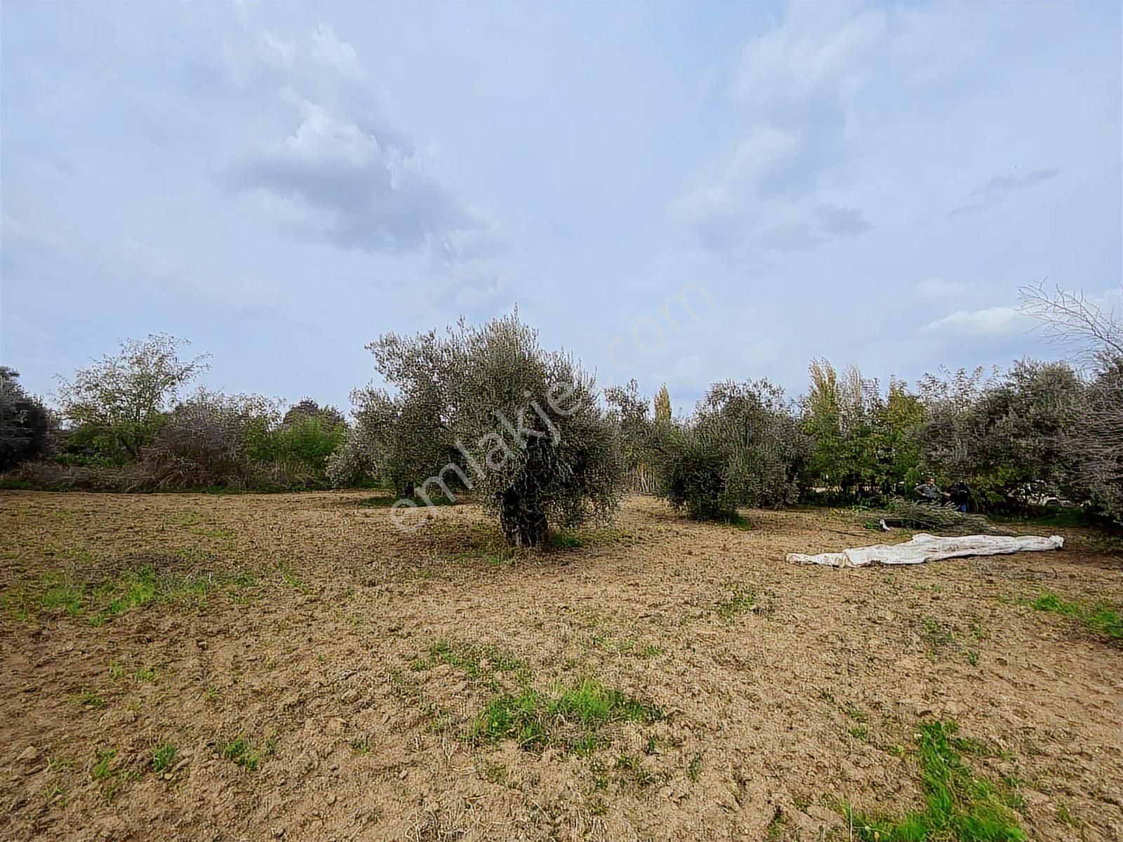 Aydın İncirliova Erbeyli De Satılık 1.956 M2 Arsa - Görsel 12