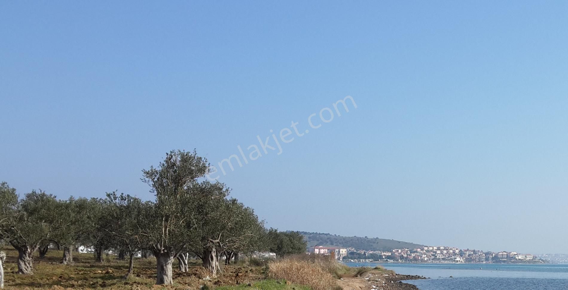 Balıkesir Ayvalık Cunda Da Satılık 28 Donum Arsa.denize Sıfır.