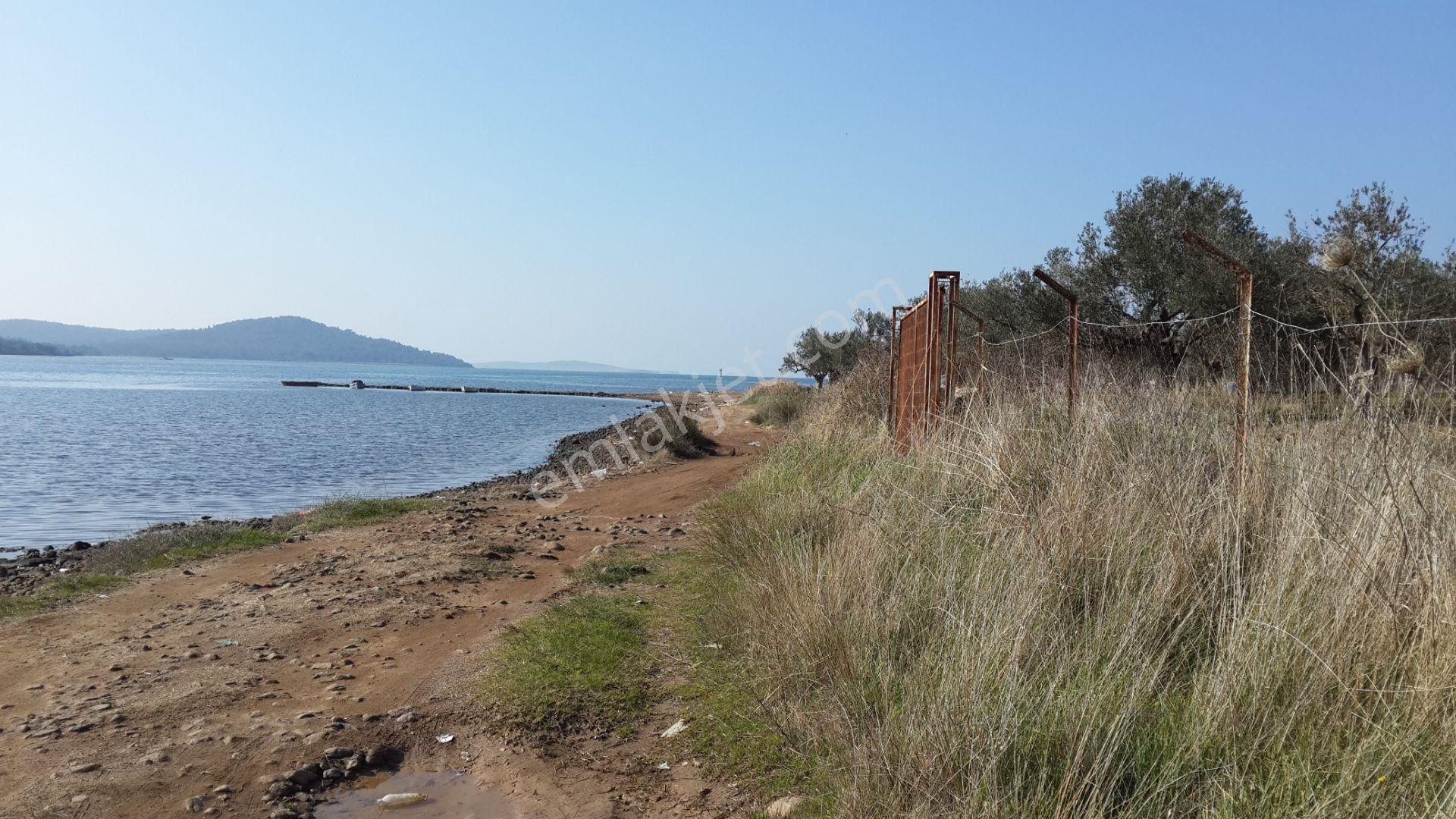 Balıkesir Ayvalık Cunda Da Satılık 28 Donum Arsa.denize Sıfır. - Görsel 11