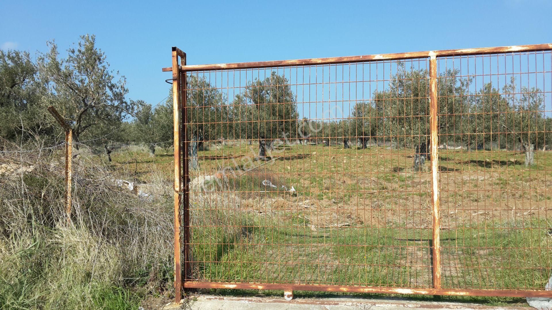 Balıkesir Ayvalık Cunda Da Satılık 28 Donum Arsa.denize Sıfır. - Görsel 12