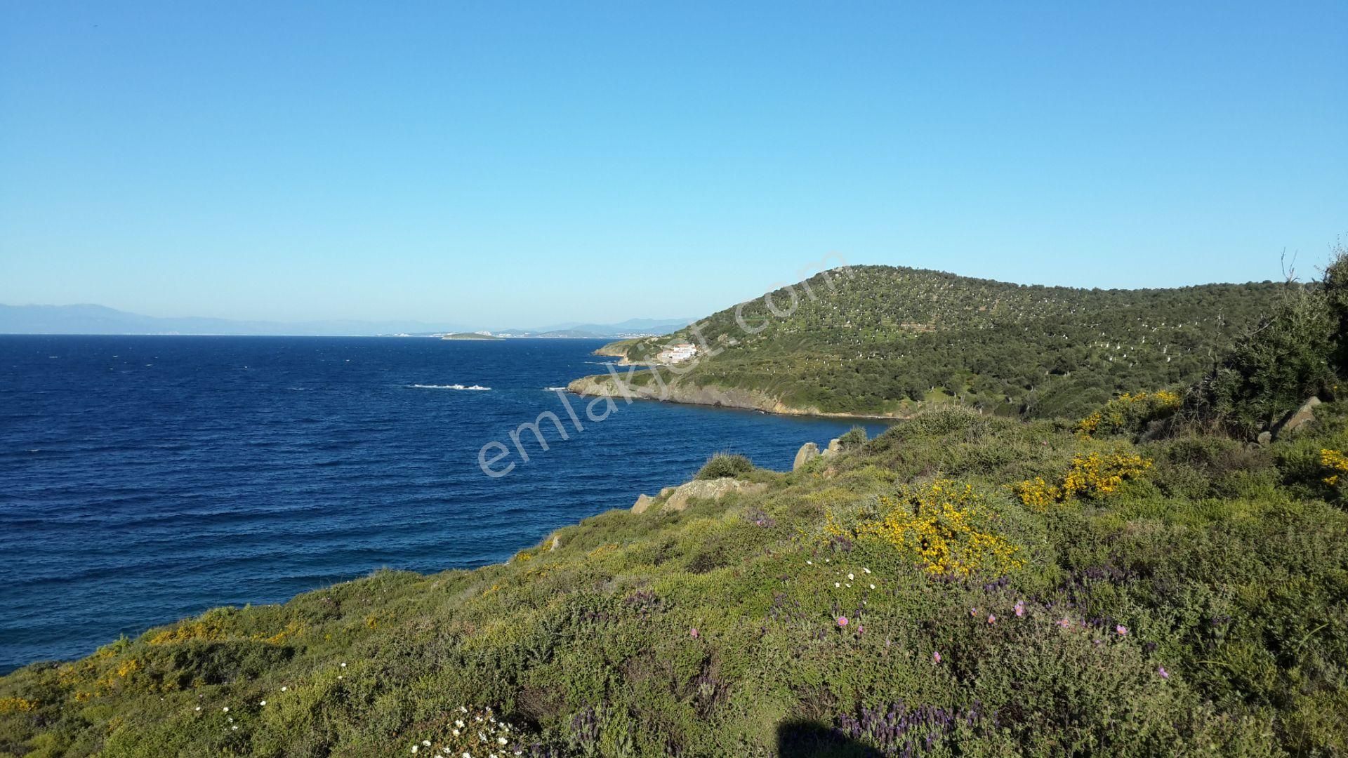 Ayvalık Cunda Da Satılık 100.000 Metre Kare Arsa.denize Sıfır - Görsel 4