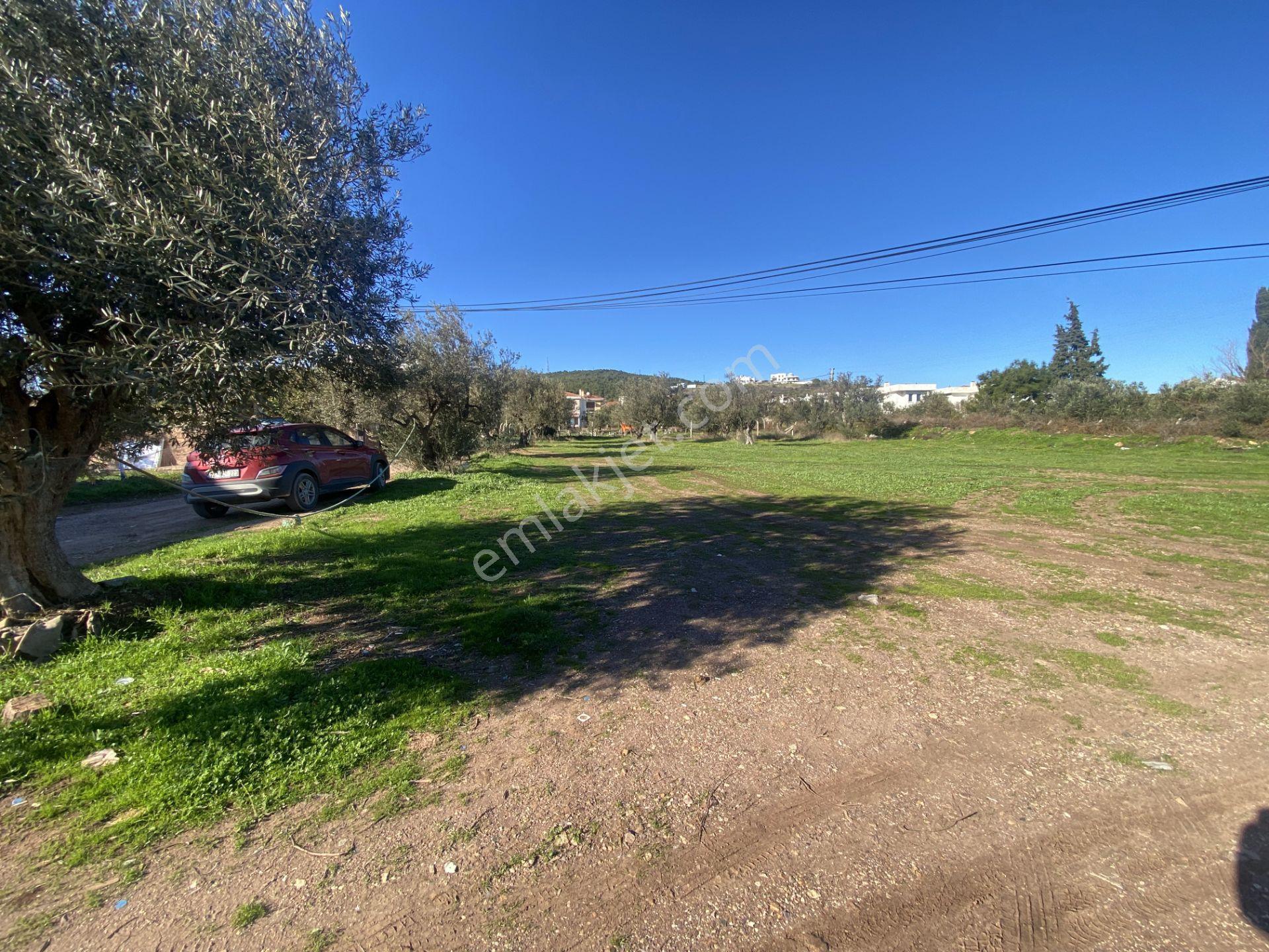 Ayvalık Cunda Da Satılık 3479 Metre Kare İmarlı Arsa