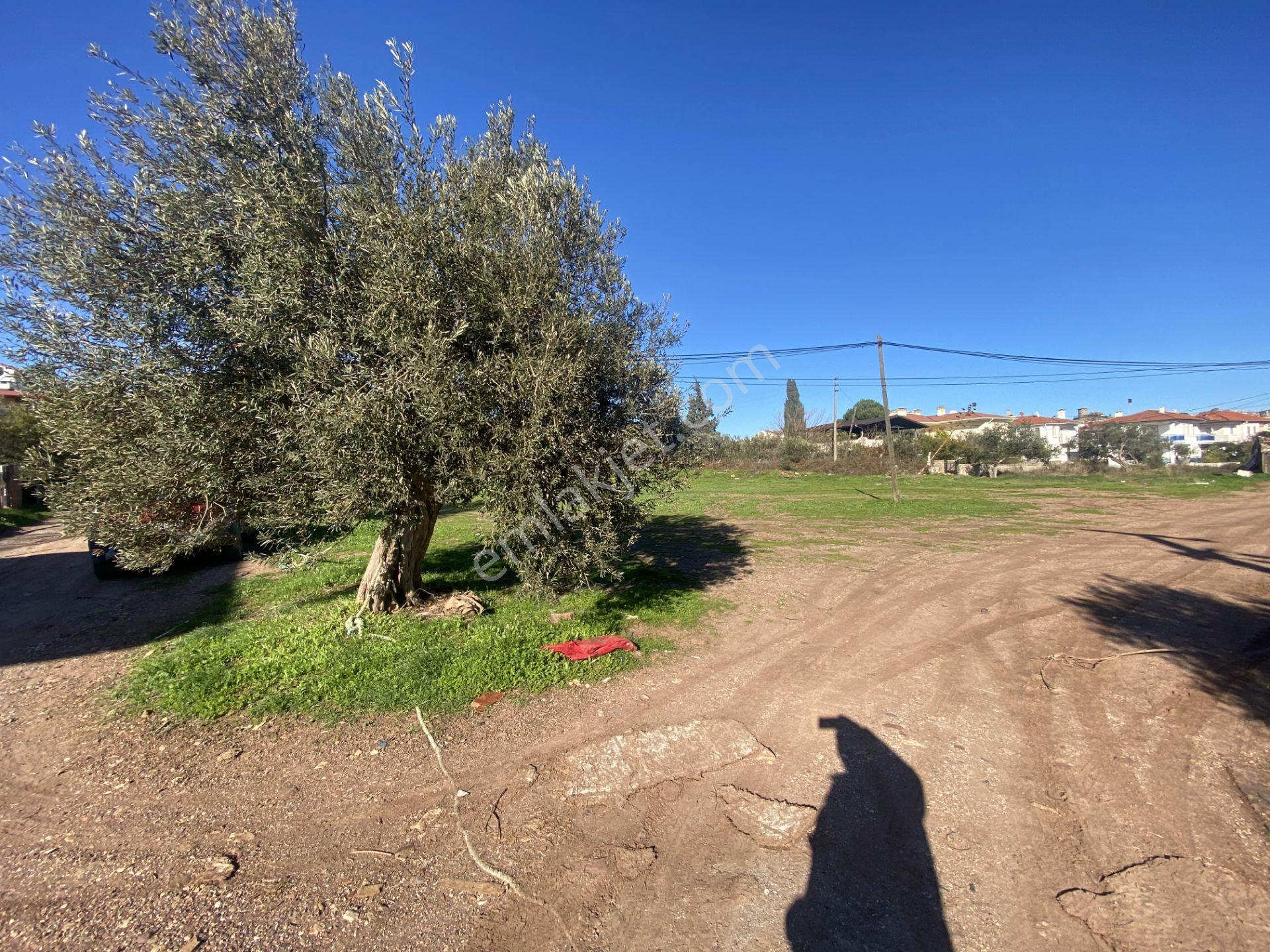 Ayvalık Cunda Da Satılık 3479 Metre Kare İmarlı Arsa - Görsel 3
