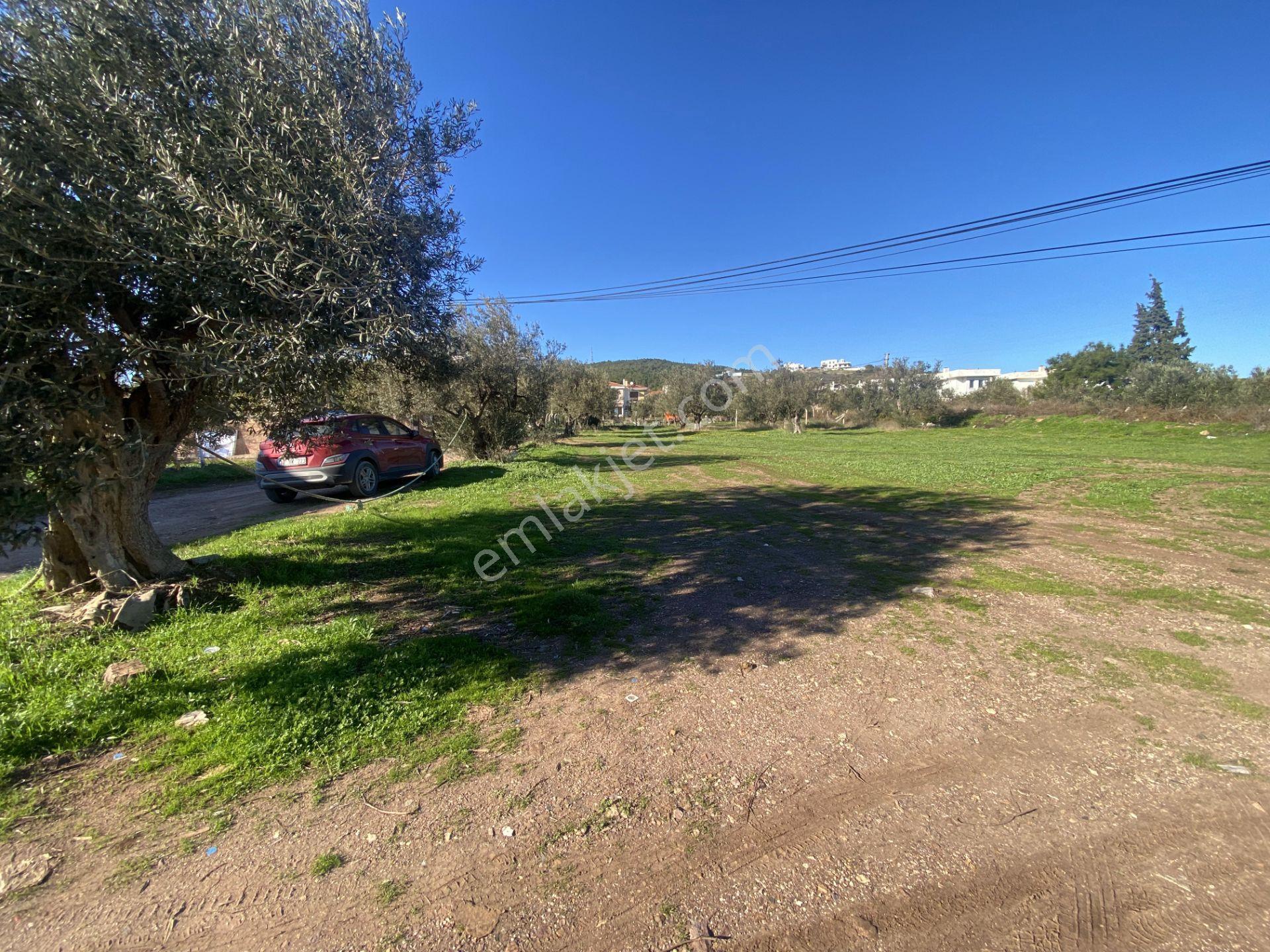 Ayvalık Cunda Da Satılık 3479 Metre Kare İmarlı Arsa - Görsel 8