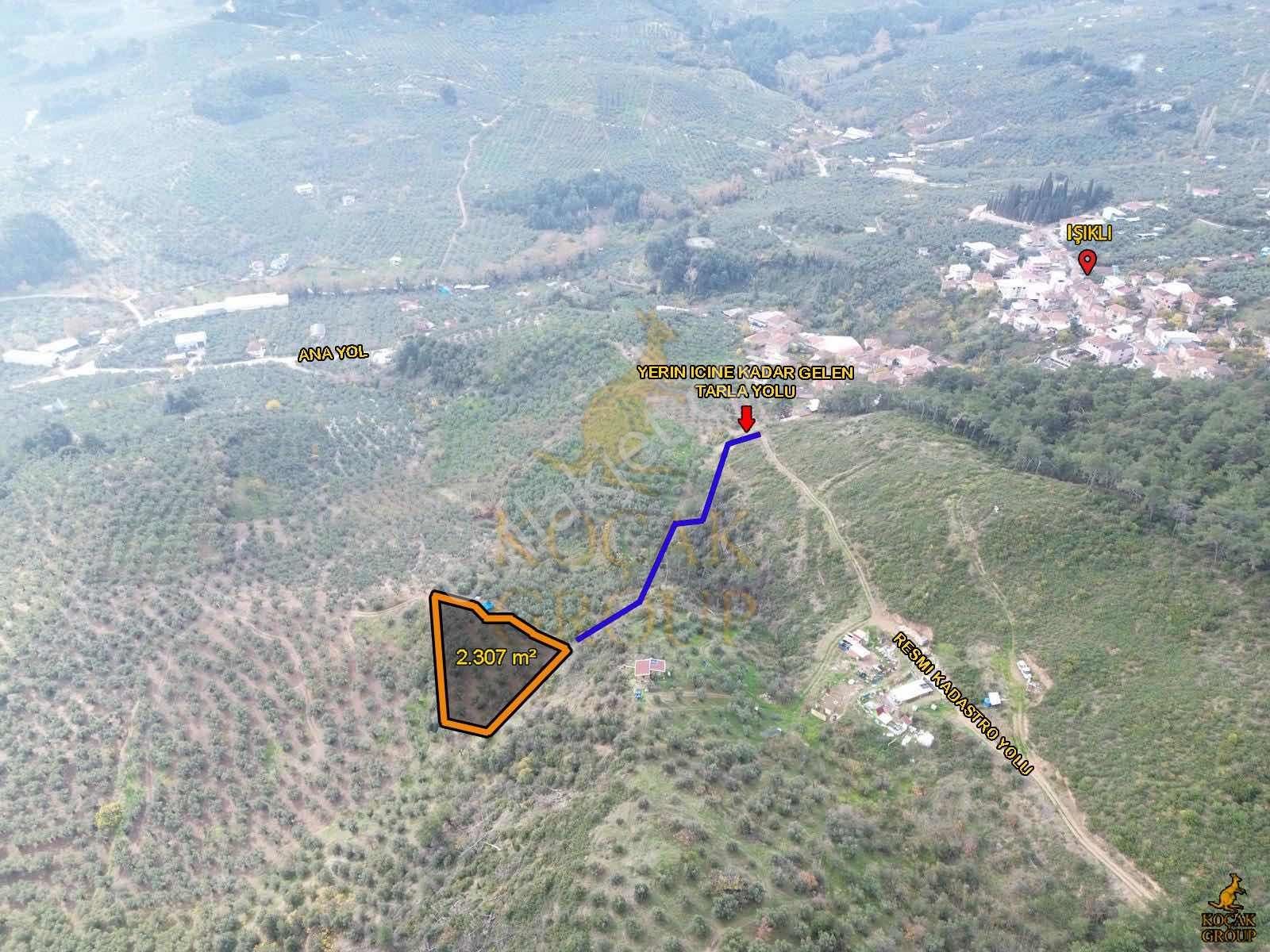 Koçak'tan Işıklı'da Köye Yakın Zeytinlik - Görsel 2