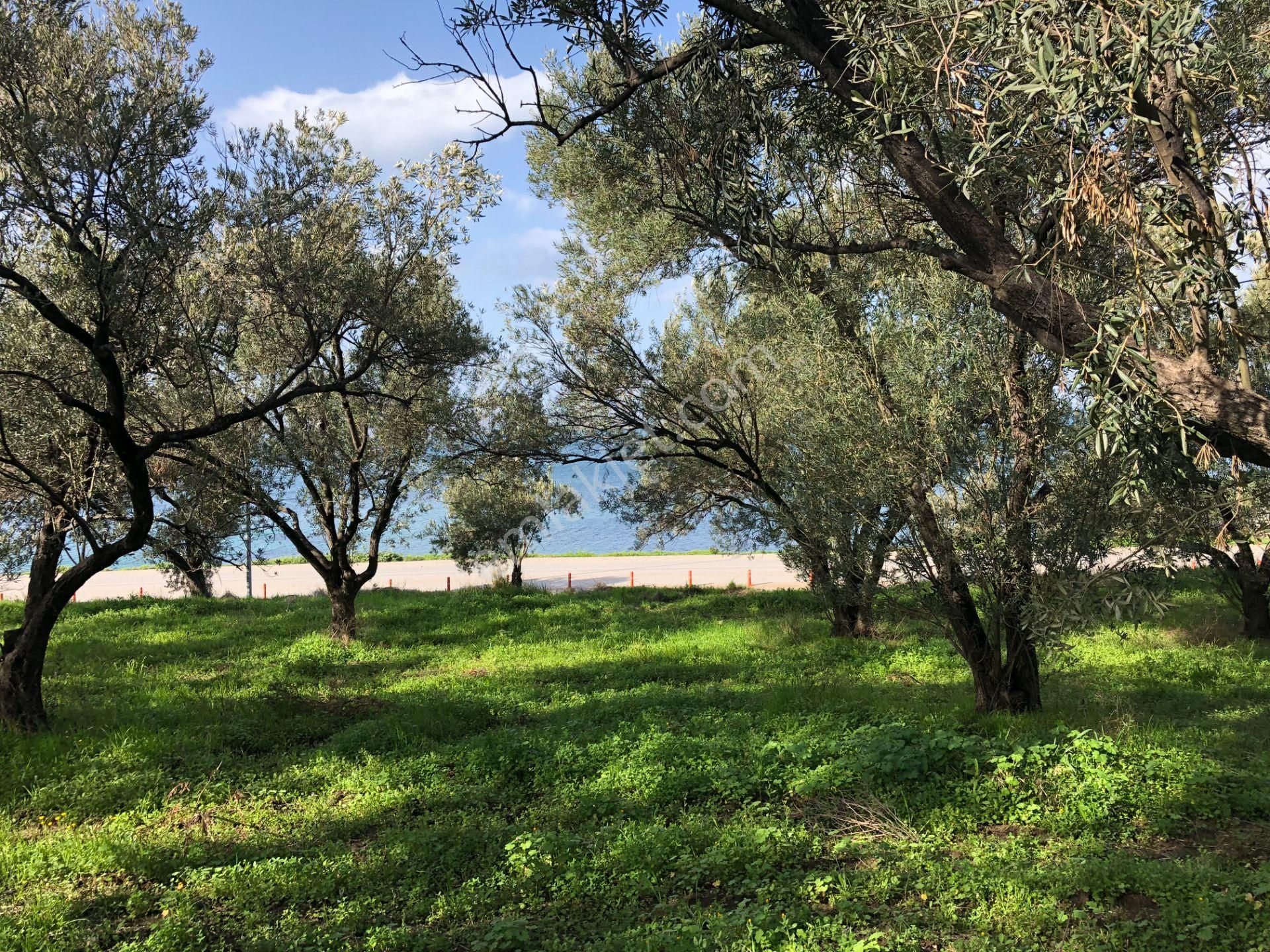 Ayvalık Cunda Da Satılık 6,969 Metre Kare Arsa.denize Sıfır. - Görsel 25