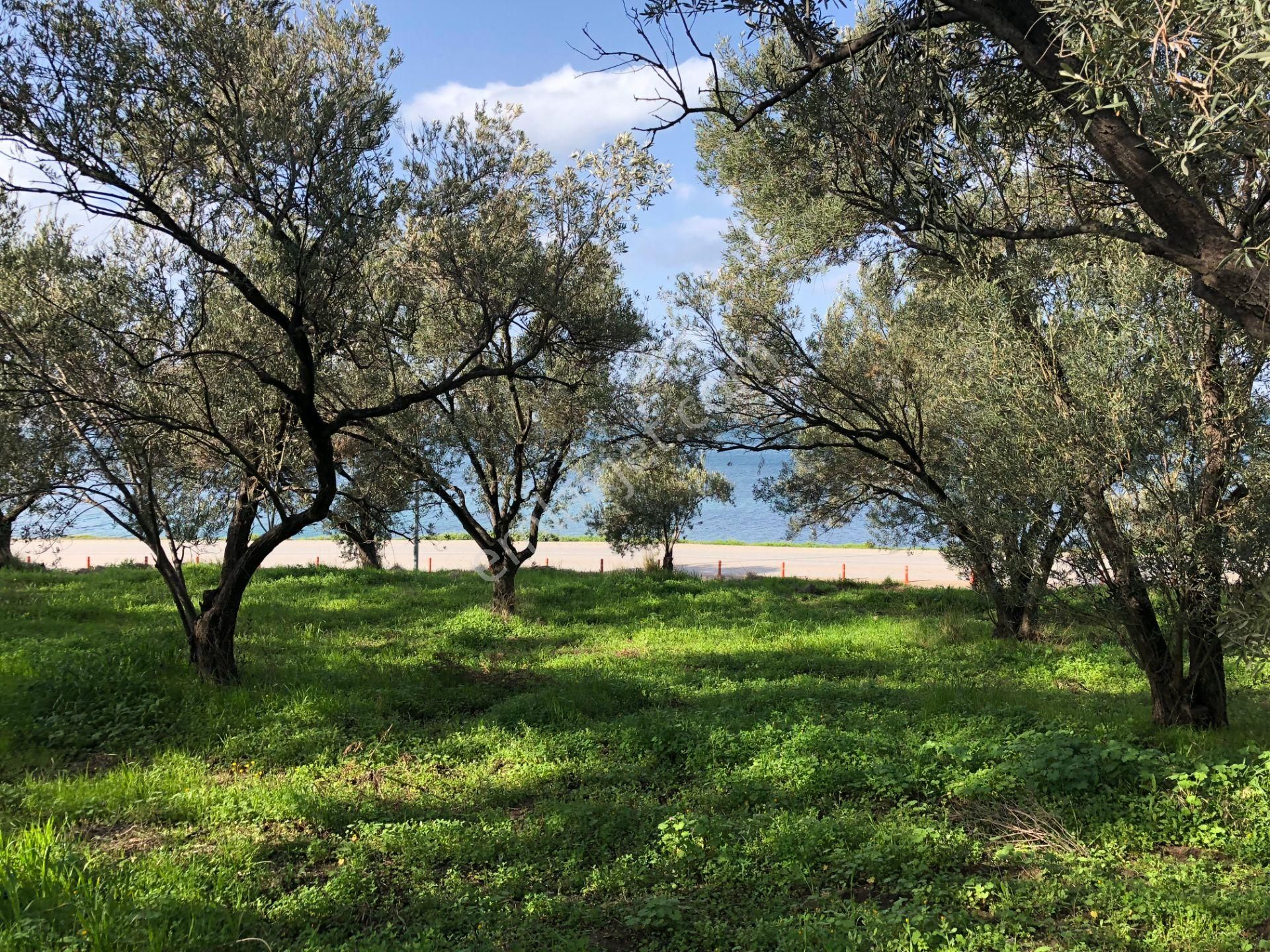 Ayvalık Cunda Da Satılık 6,969 Metre Kare Arsa.denize Sıfır. - Görsel 27