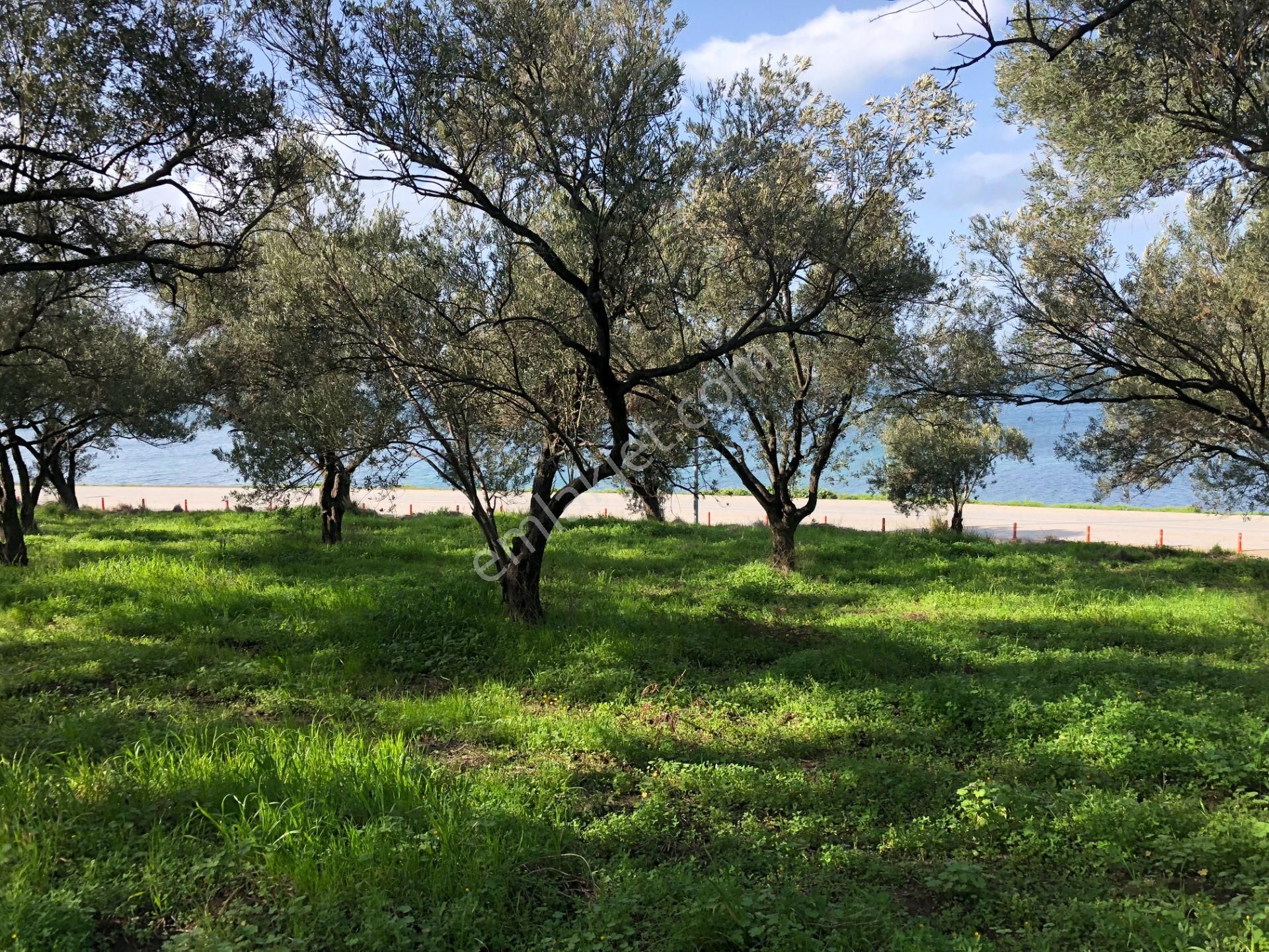 Ayvalık Cunda Da Satılık 6,969 Metre Kare Arsa.denize Sıfır. - Görsel 12