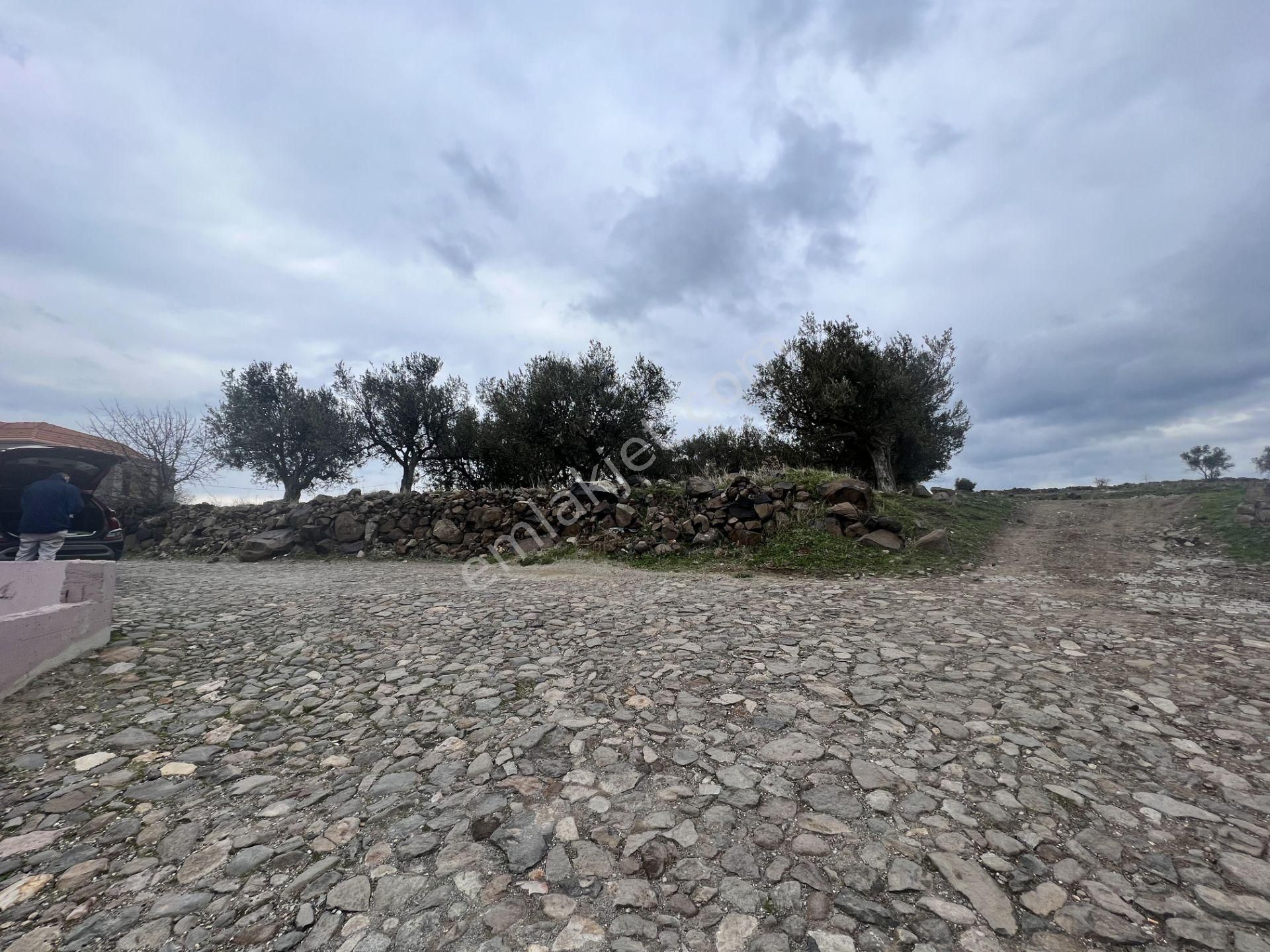 Balıkesir Ayvalık Cunda Da Satılık 2,700 Metre Kare Zeytinlik. - Görsel 3
