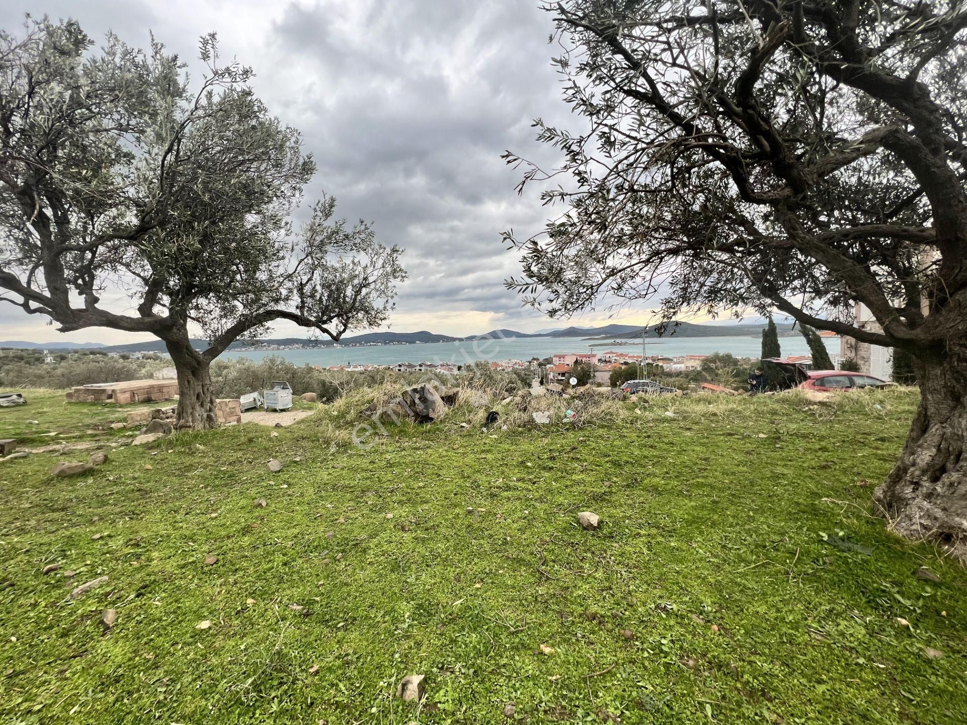 Balıkesir Ayvalık Cunda Da Satılık 2,700 Metre Kare Zeytinlik. - Görsel 2