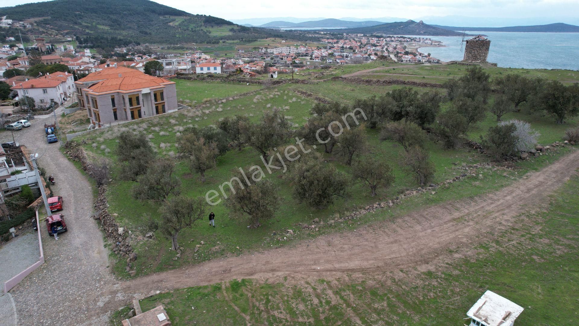 Balıkesir Ayvalık Cunda Da Satılık 2,700 Metre Kare Zeytinlik. - Görsel 13