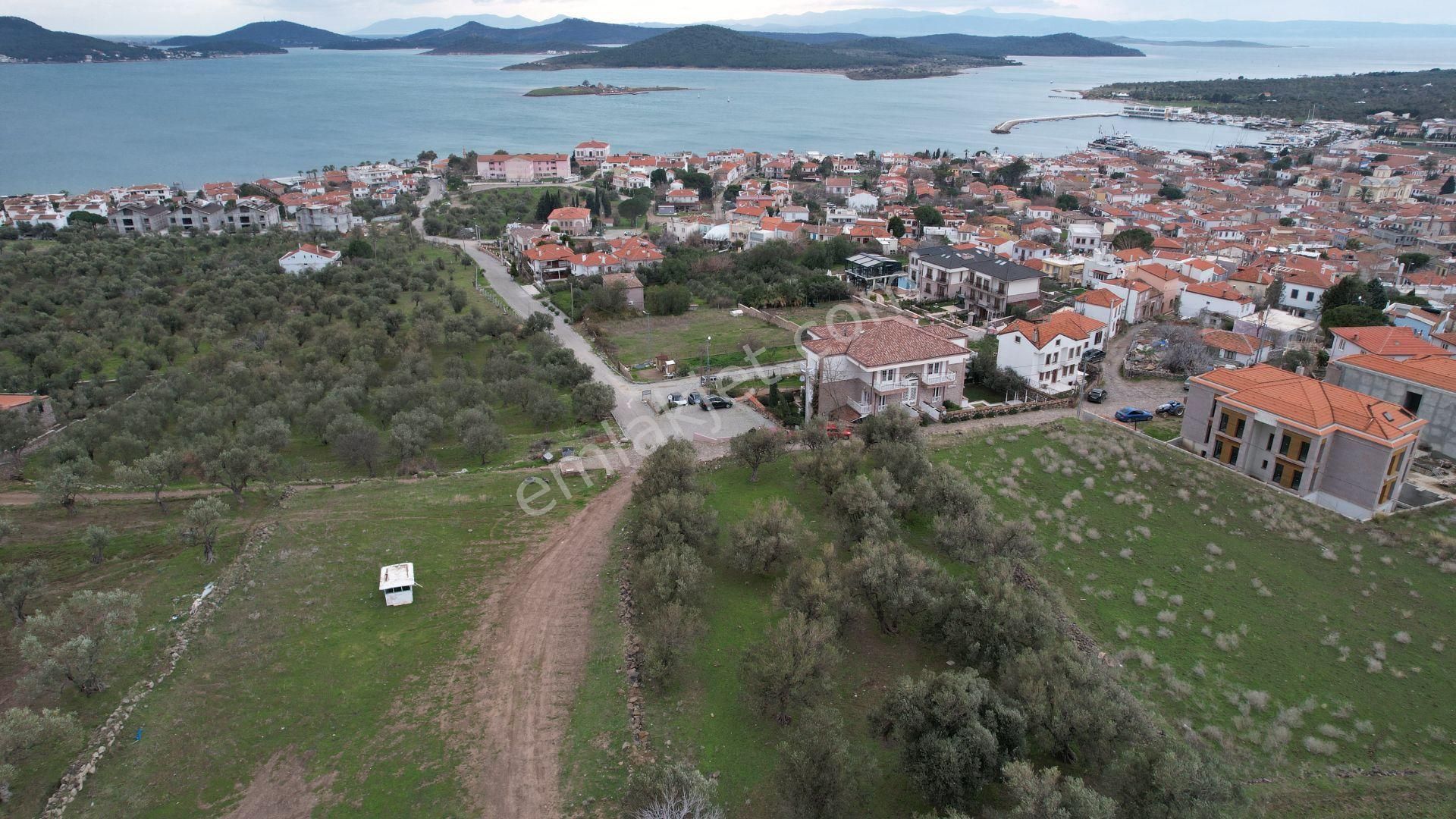 Balıkesir Ayvalık Cunda Da Satılık 2,700 Metre Kare Zeytinlik. - Görsel 11