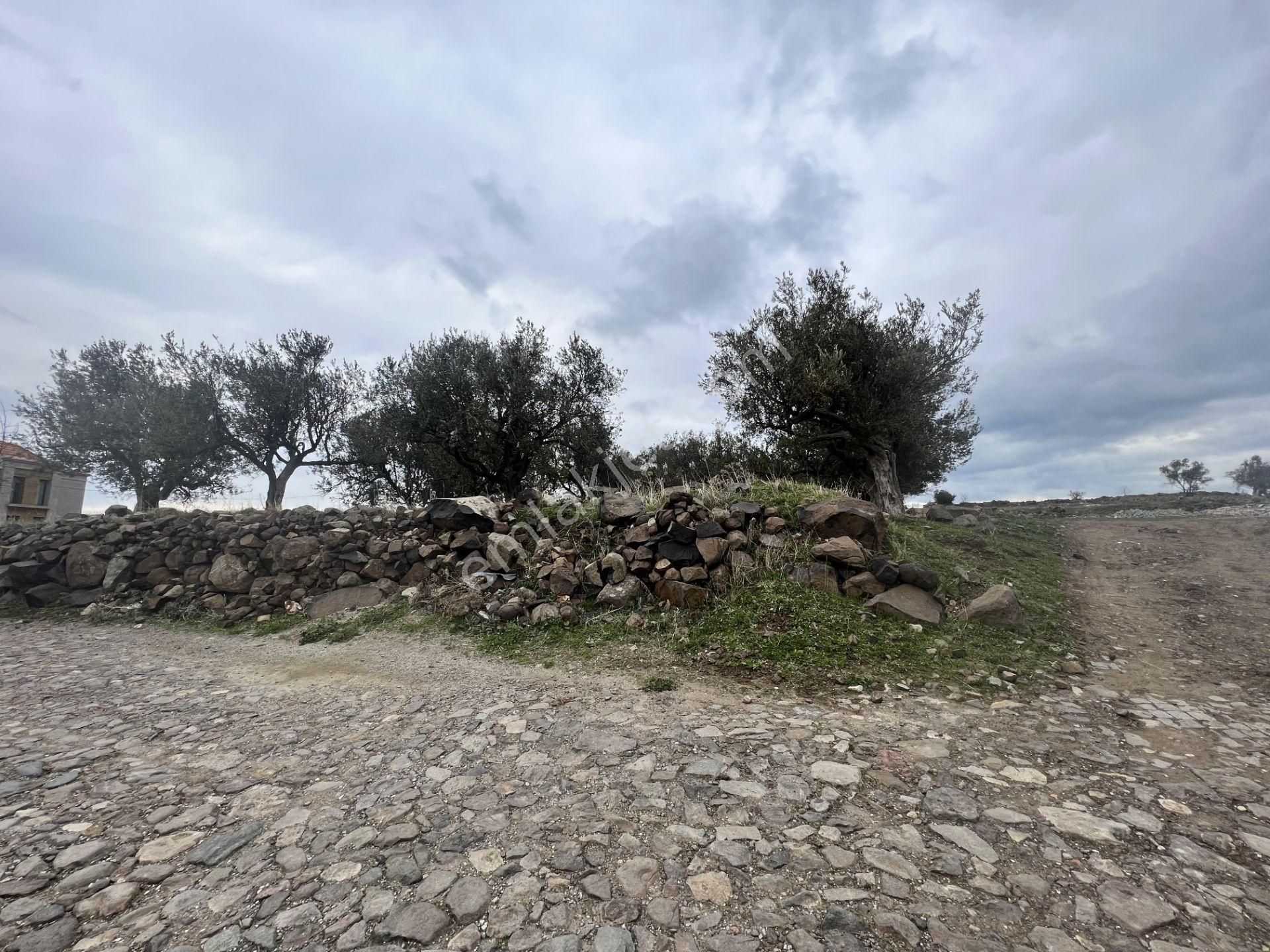 Balıkesir Ayvalık Cunda Da Satılık 2,700 Metre Kare Zeytinlik. - Görsel 7