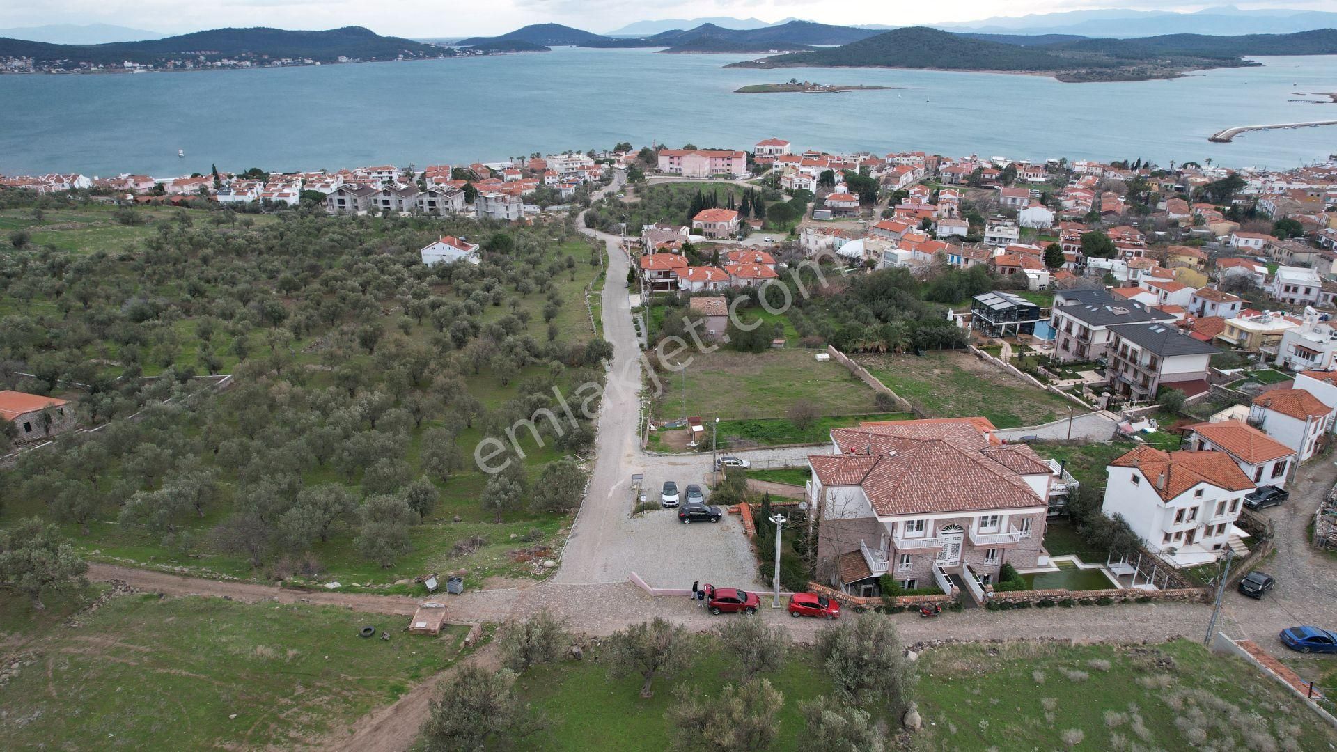 Balıkesir Ayvalık Cunda Da Satılık 2,700 Metre Kare Zeytinlik. - Görsel 6