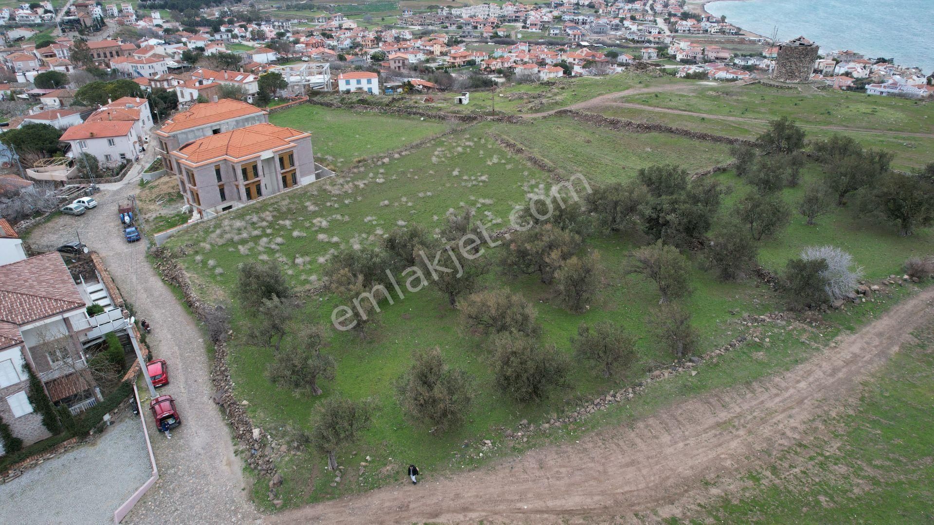 Balıkesir Ayvalık Cunda Da Satılık 2,700 Metre Kare Zeytinlik. - Görsel 12
