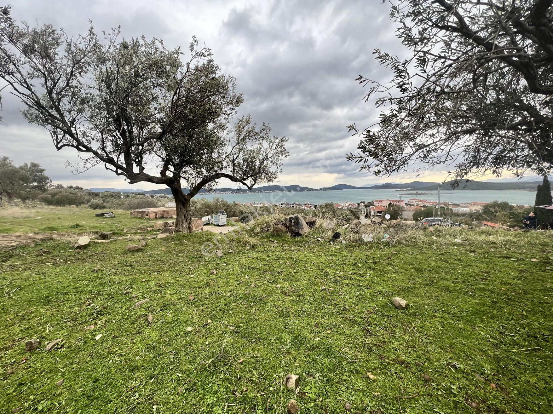 Balıkesir Ayvalık Cunda Da Satılık 2,700 Metre Kare Zeytinlik. - Görsel 5