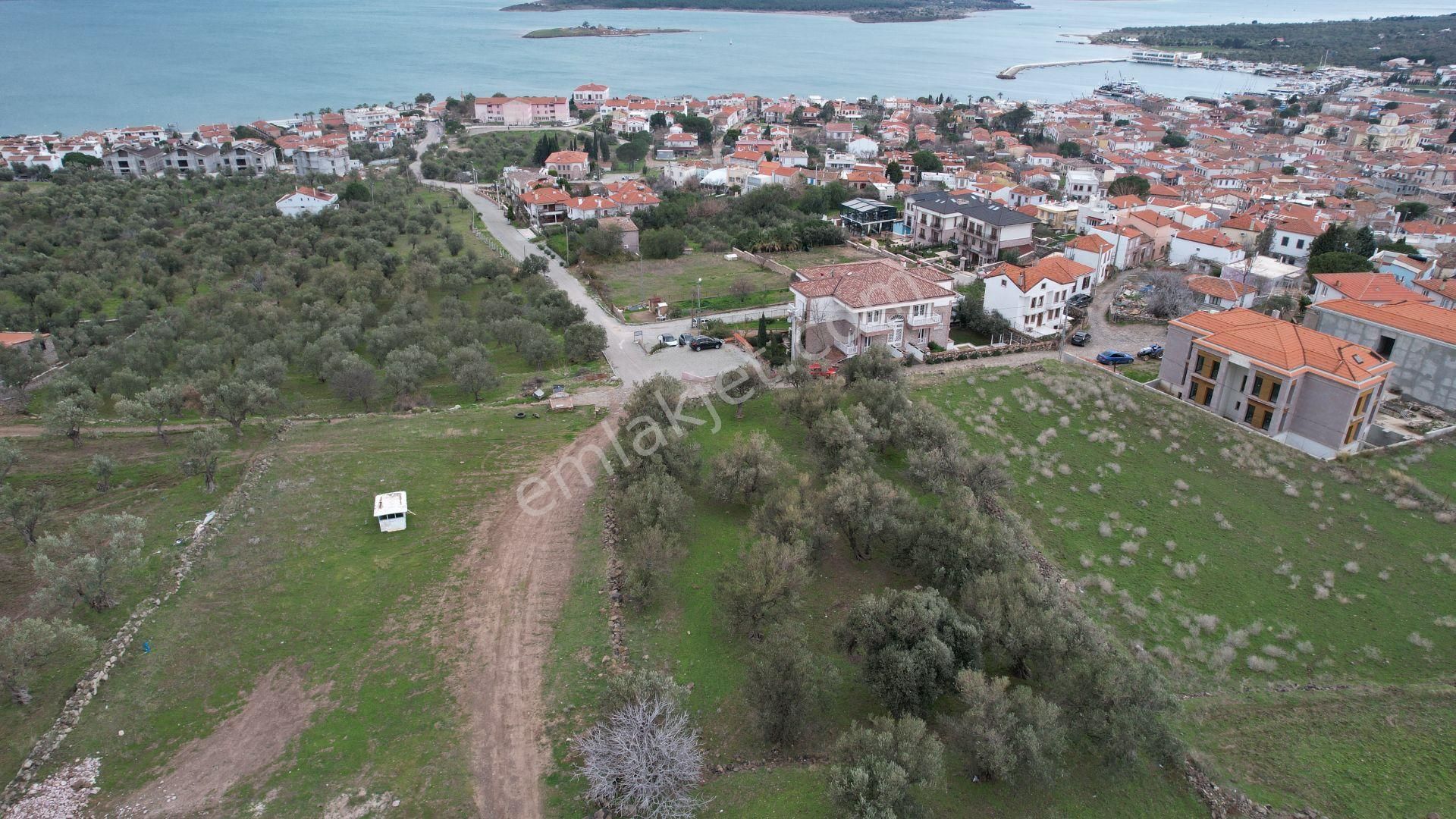 Balıkesir Ayvalık Cunda Da Satılık 2,700 Metre Kare Zeytinlik. - Görsel 14