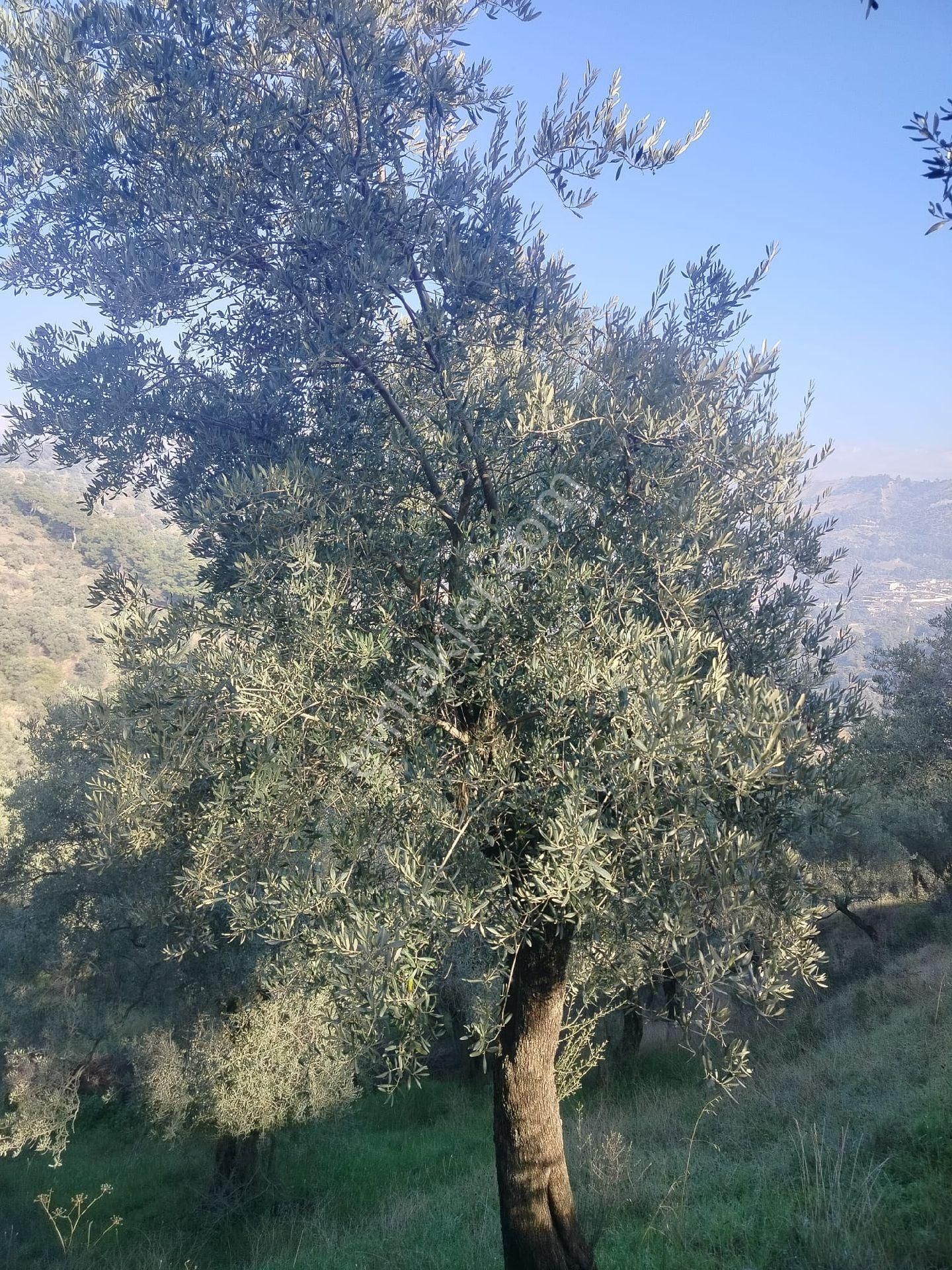 Aydın İncirliova Hamitler Satılık Zeytinlik - Görsel 4