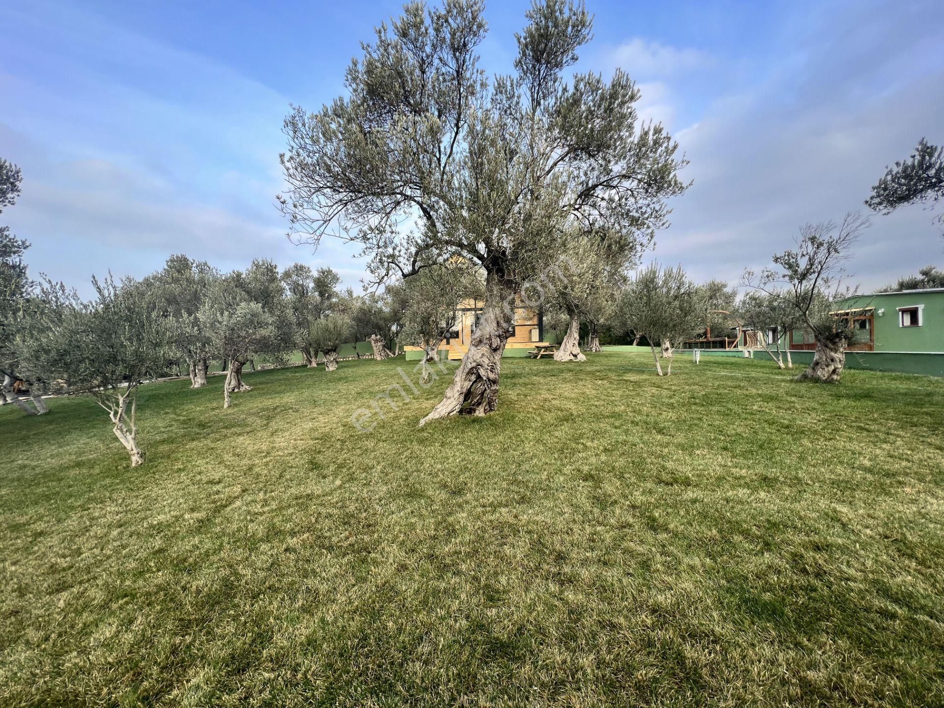 Türkiye Balıkesir Ayvalık Ta Satılık 10,275 Metre Karedir Arsa. - Görsel 8