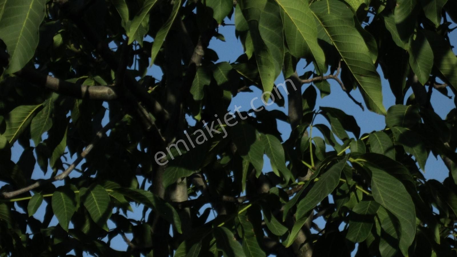 Bursa Nilüfer Kayapa Da Tek Tapu 981 M2 (70 Adet) Meyve Bahçesi - Görsel 5