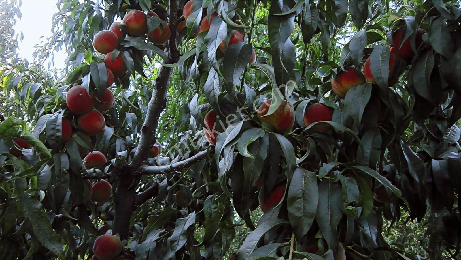 Bursa Nilüfer Kayapa Da Tek Tapu 981 M2 (70 Adet) Meyve Bahçesi - Görsel 15