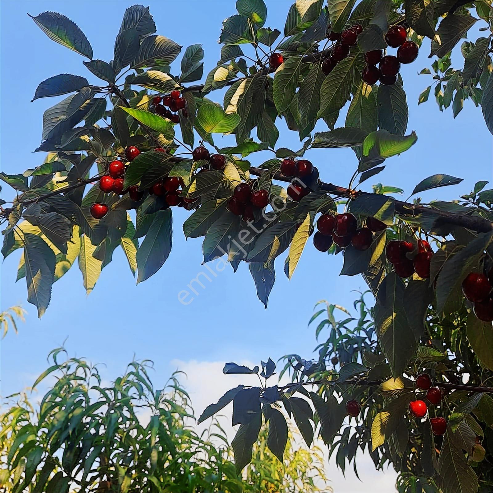 Bursa Nilüfer Kayapa Da Tek Tapu 981 M2 (70 Adet) Meyve Bahçesi - Görsel 12