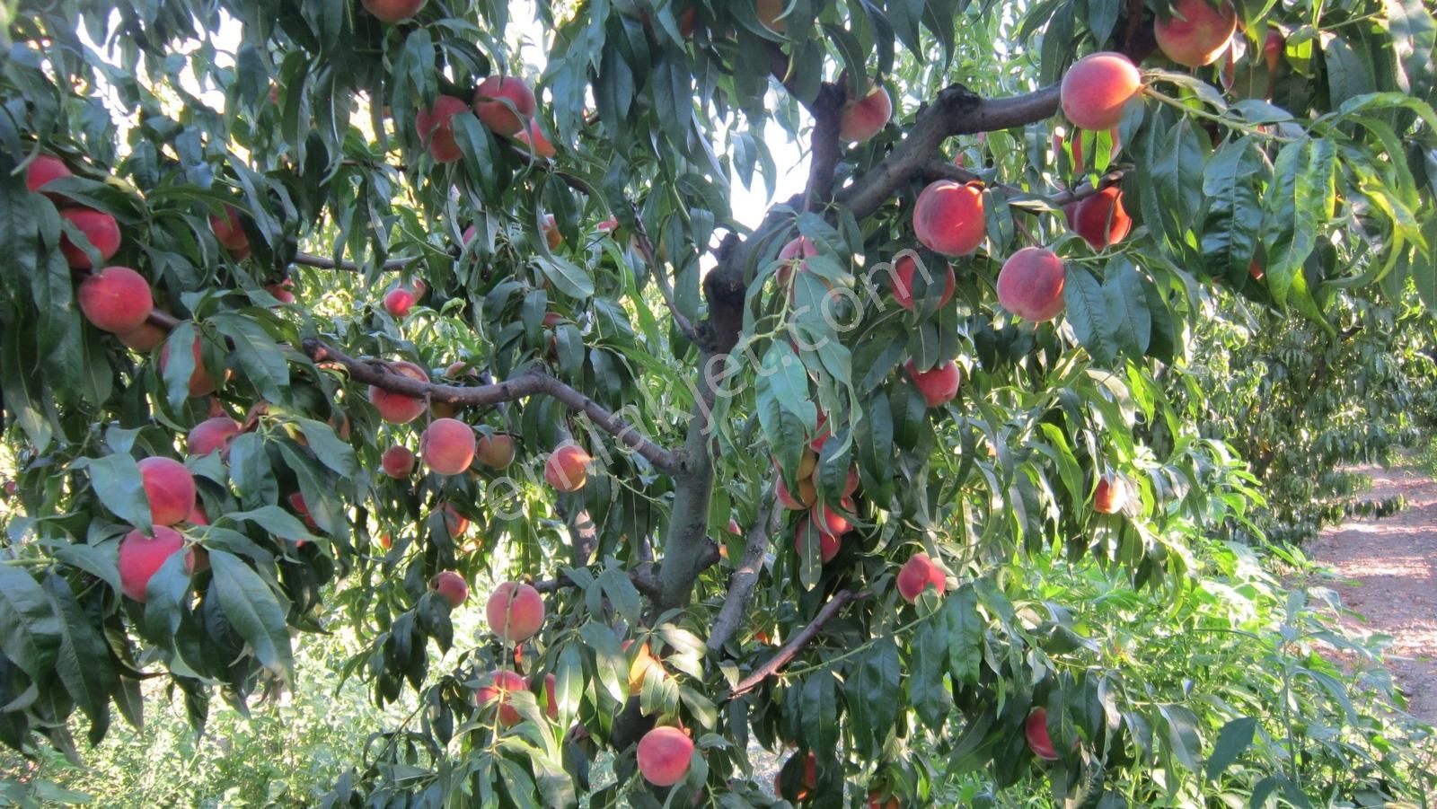 Bursa Nilüfer Kayapa Da Tek Tapu 981 M2 (70 Adet) Meyve Bahçesi - Görsel 11
