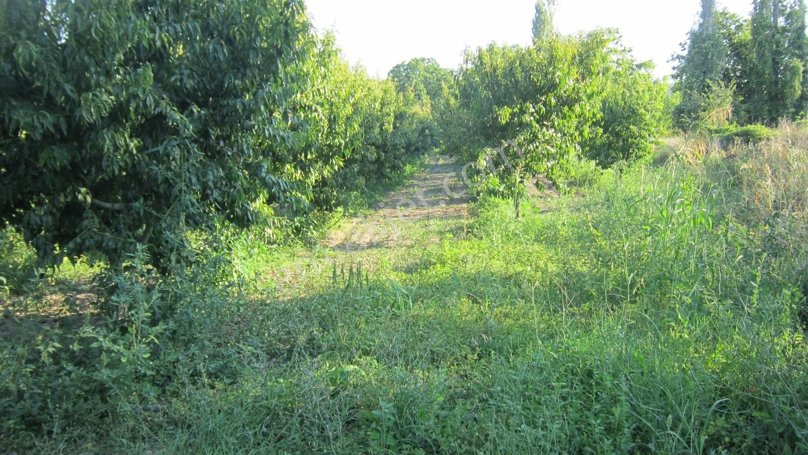 Bursa Nilüfer Kayapa Da Tek Tapu 981 M2 (70 Adet) Meyve Bahçesi - Görsel 24