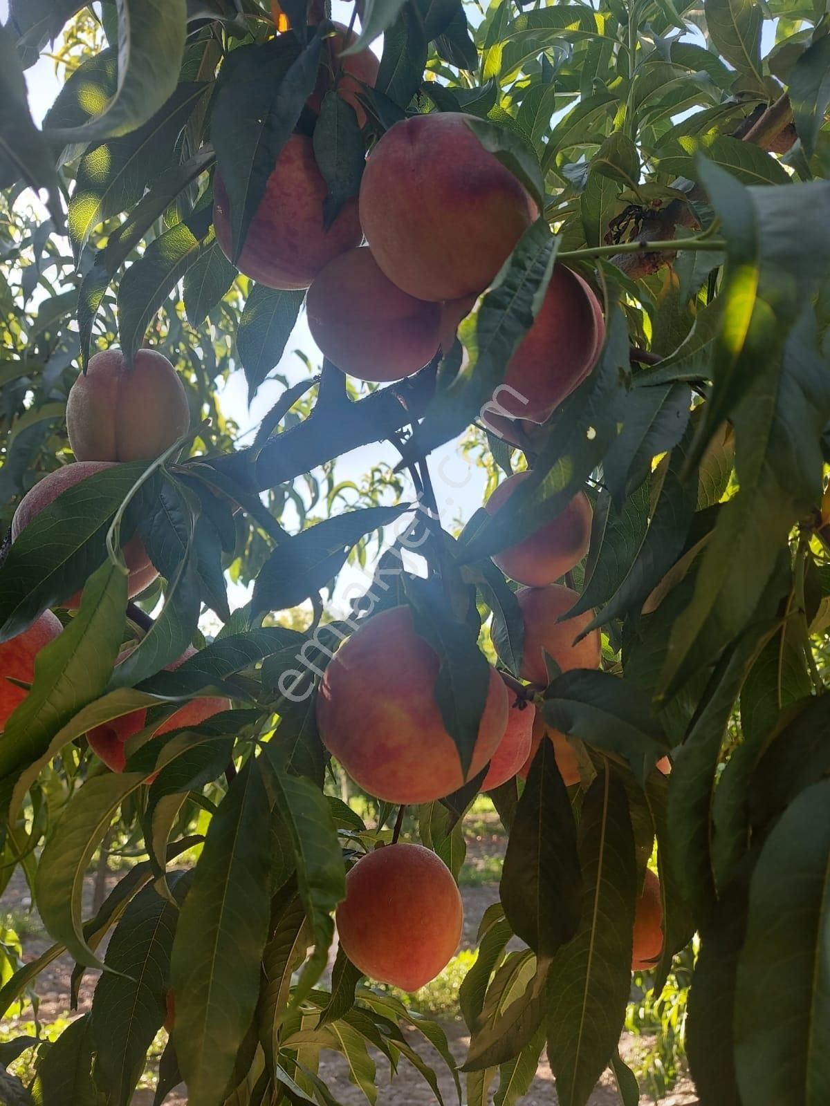 Bursa Nilüfer Kayapa Da Tek Tapu 981 M2 (70 Adet) Meyve Bahçesi - Görsel 26