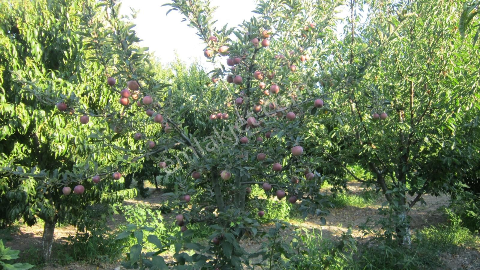 Bursa Nilüfer Kayapa Da Tek Tapu 981 M2 (70 Adet) Meyve Bahçesi - Görsel 13