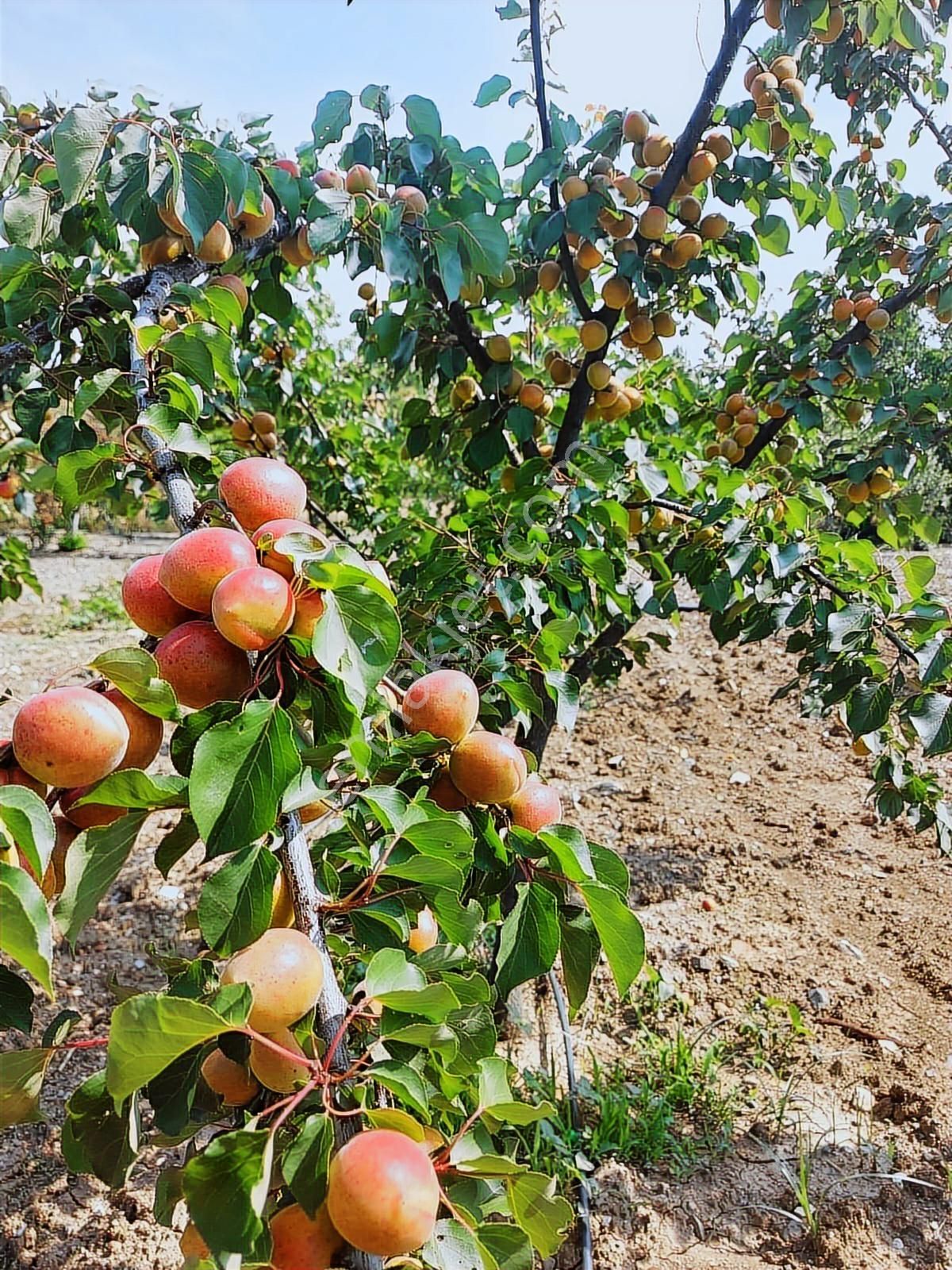 Bursa Nilüfer Kayapa Da Tek Tapu 981 M2 (70 Adet) Meyve Bahçesi - Görsel 27