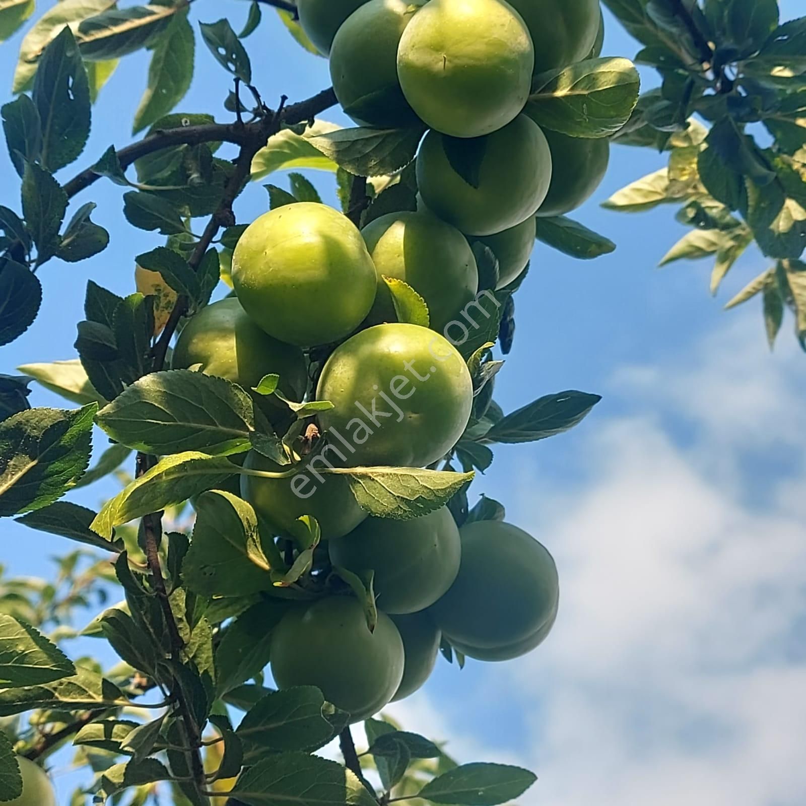 Bursa Nilüfer Kayapa Da Tek Tapu 981 M2 (70 Adet) Meyve Bahçesi - Görsel 23