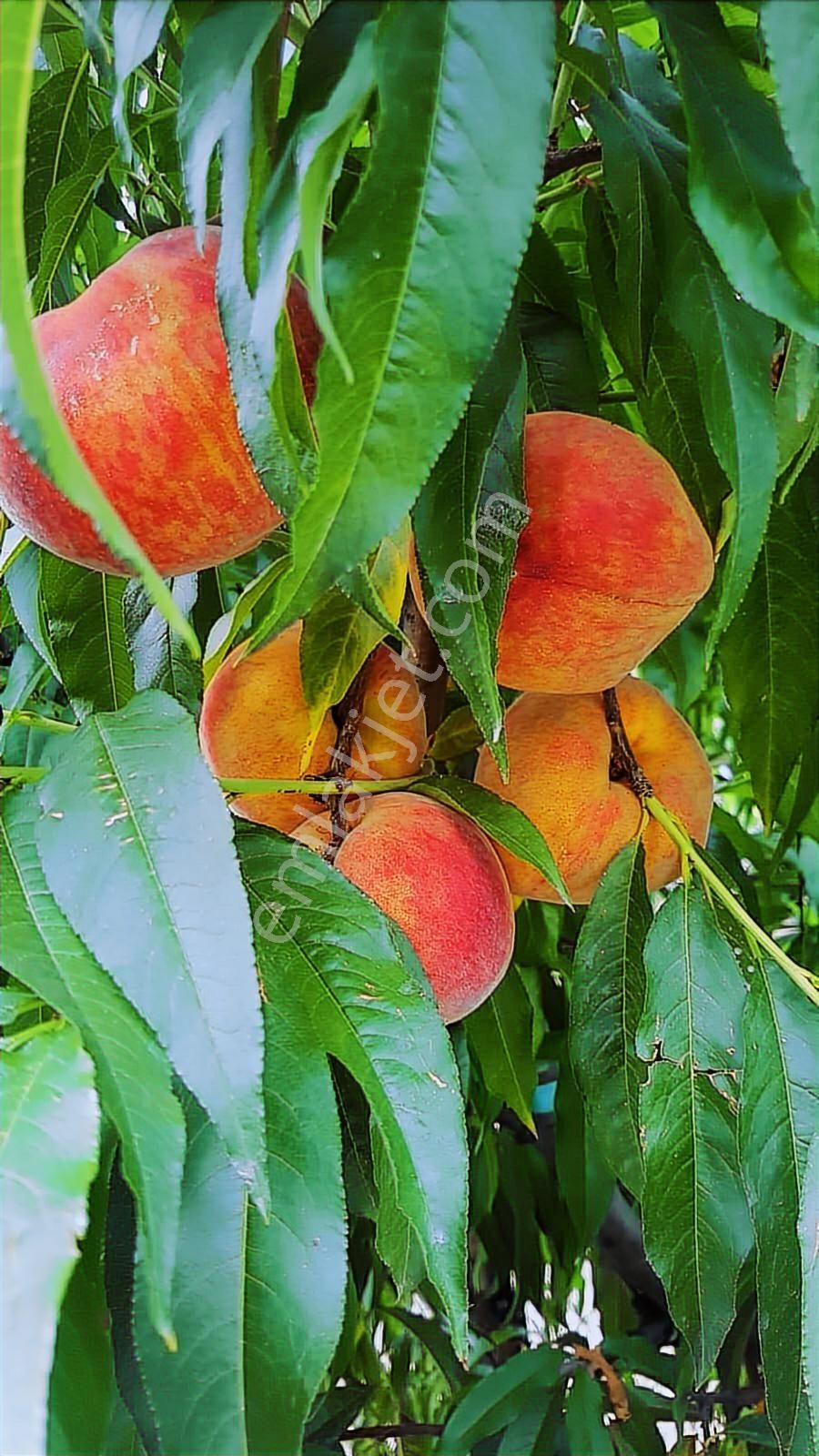 Bursa Nilüfer Kayapa Da Tek Tapu 981 M2 (70 Adet) Meyve Bahçesi