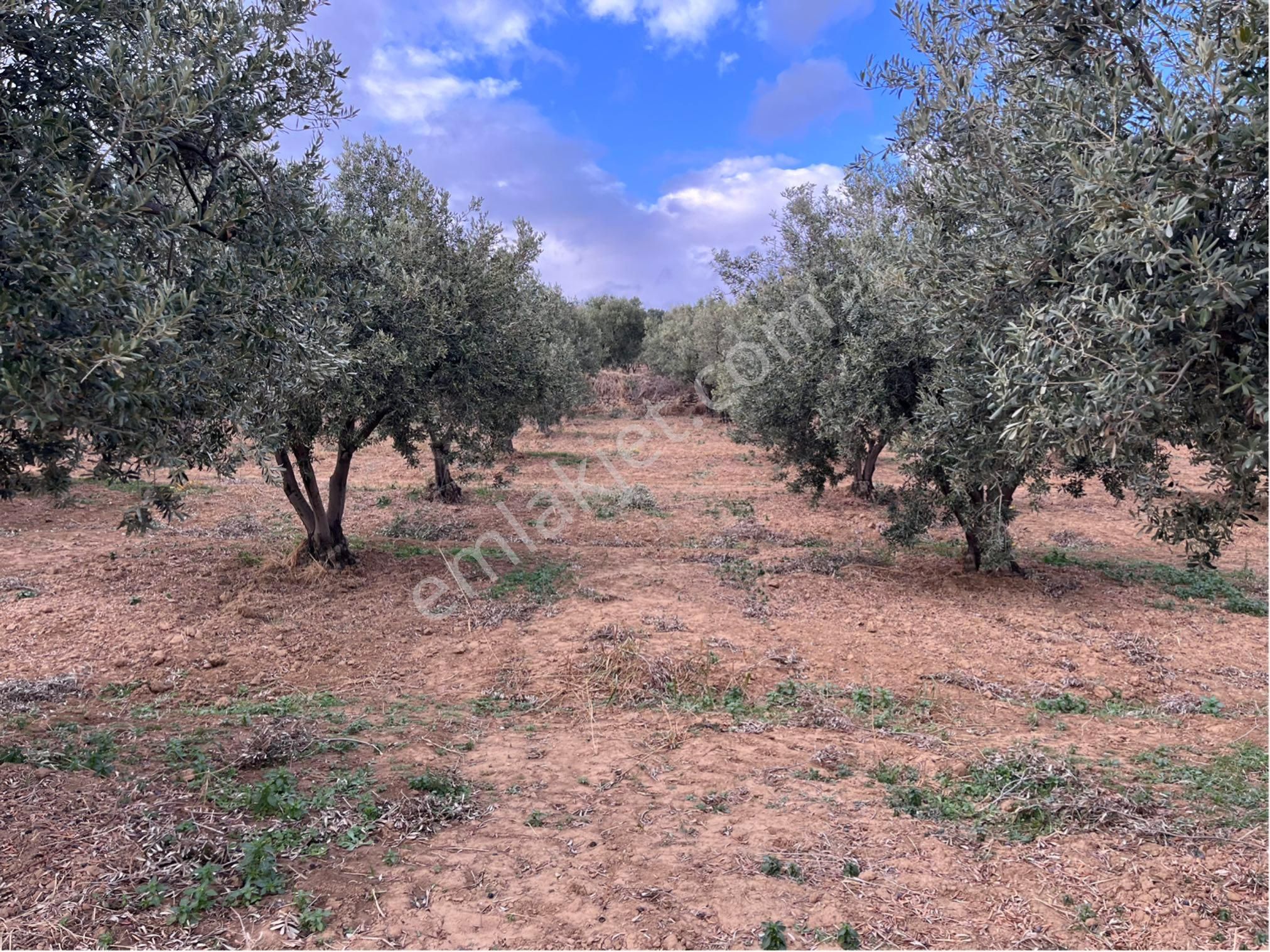 Şarköy Y. Kalamış Mah. Deniz Manzaralı Bakımlı Yolu Olan Zeytinlik Satılık - Görsel 8