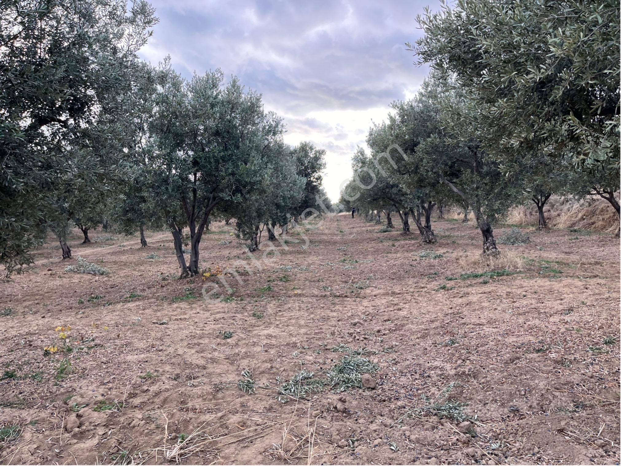 Şarköy Y. Kalamış Mah. Deniz Manzaralı Bakımlı Yolu Olan Zeytinlik Satılık - Görsel 21
