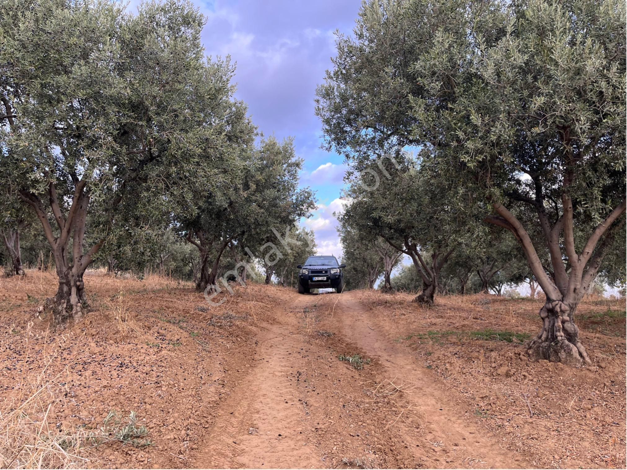 Şarköy Y. Kalamış Mah. Deniz Manzaralı Bakımlı Yolu Olan Zeytinlik Satılık - Görsel 29