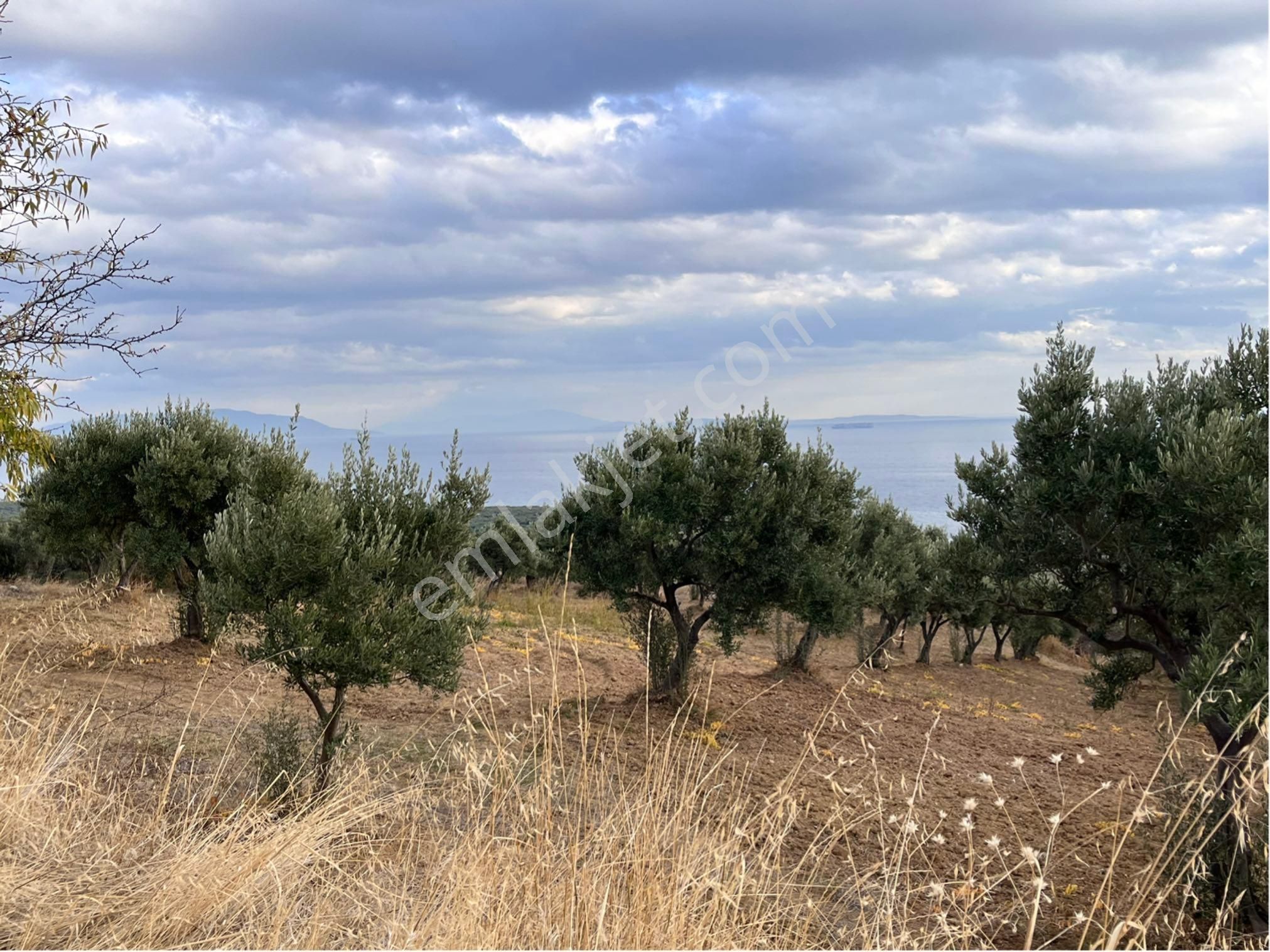 Şarköy Y. Kalamış Mah. Deniz Manzaralı Bakımlı Yolu Olan Zeytinlik Satılık - Görsel 3