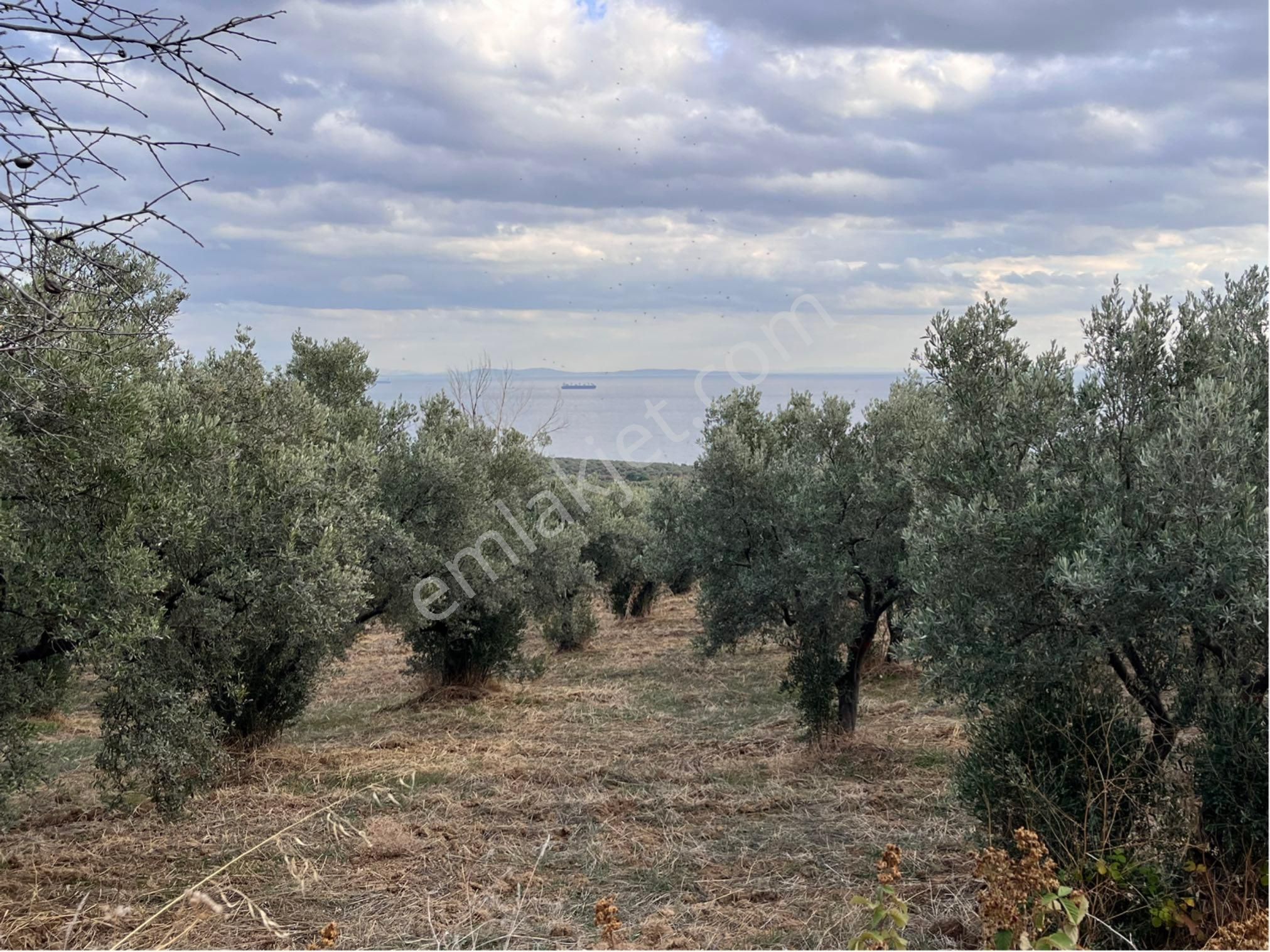 Şarköy Y. Kalamış Mah. Deniz Manzaralı Bakımlı Yolu Olan Zeytinlik Satılık - Görsel 12