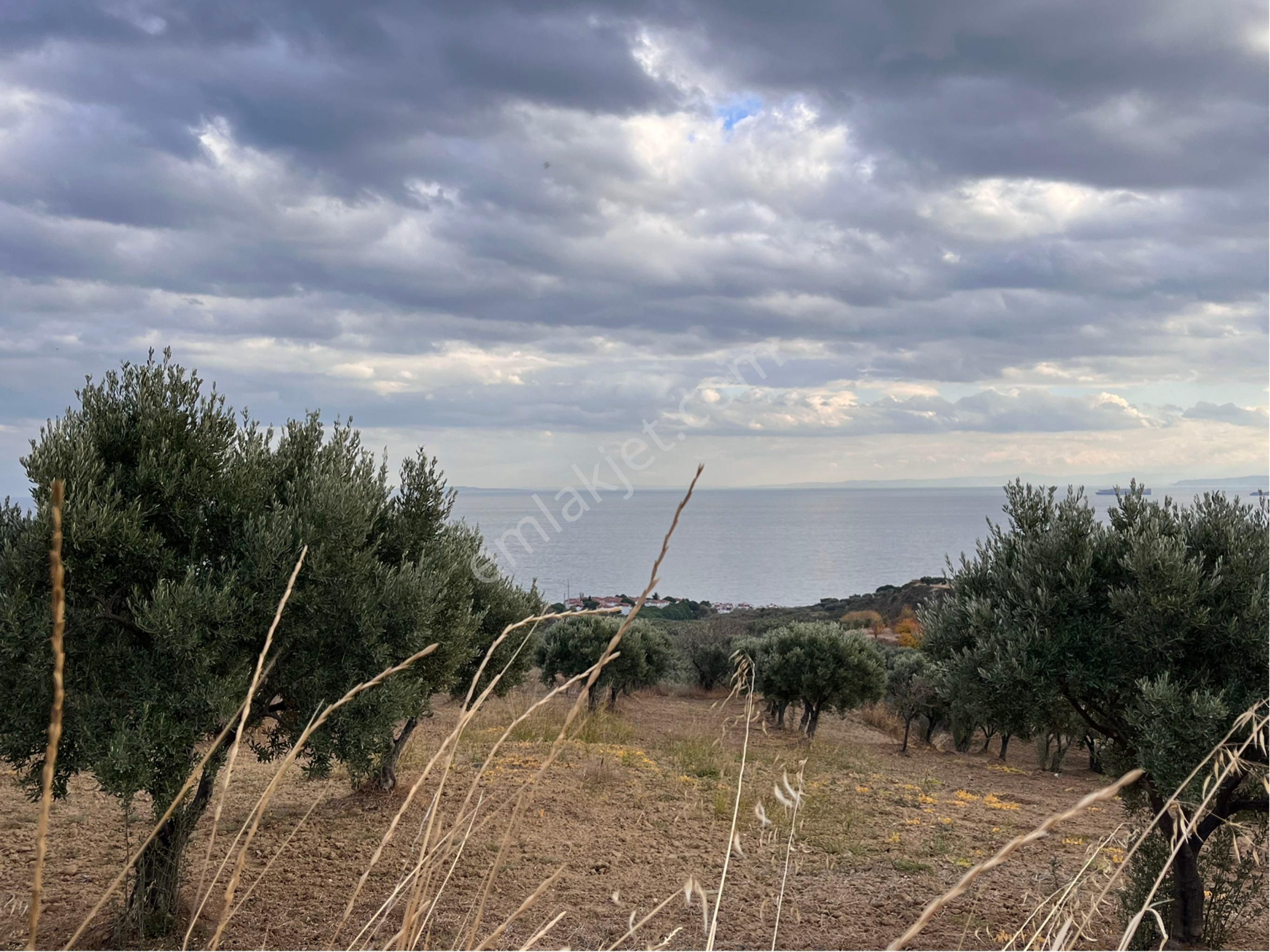 Şarköy Y. Kalamış Mah. Deniz Manzaralı Bakımlı Yolu Olan Zeytinlik Satılık - Görsel 32