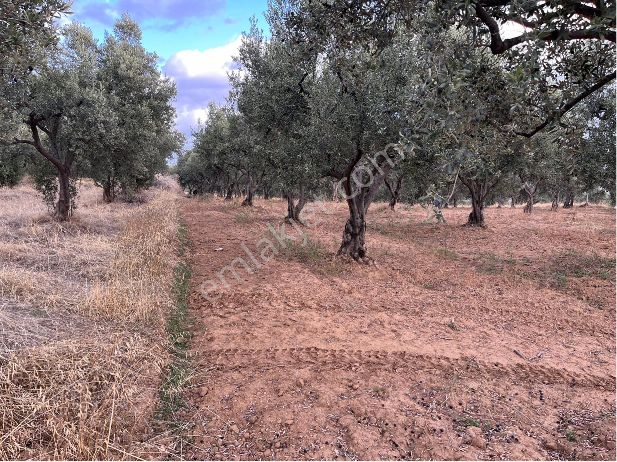 Şarköy Y. Kalamış Mah. Deniz Manzaralı Bakımlı Yolu Olan Zeytinlik Satılık - Görsel 26