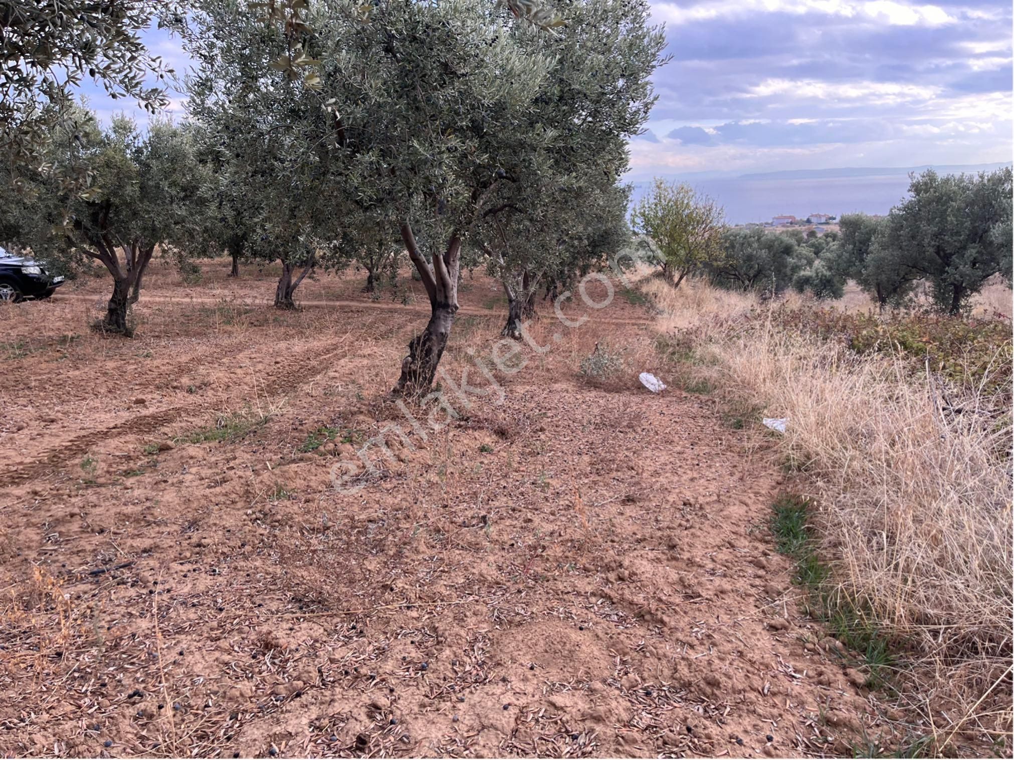 Şarköy Y. Kalamış Mah. Deniz Manzaralı Bakımlı Yolu Olan Zeytinlik Satılık - Görsel 27