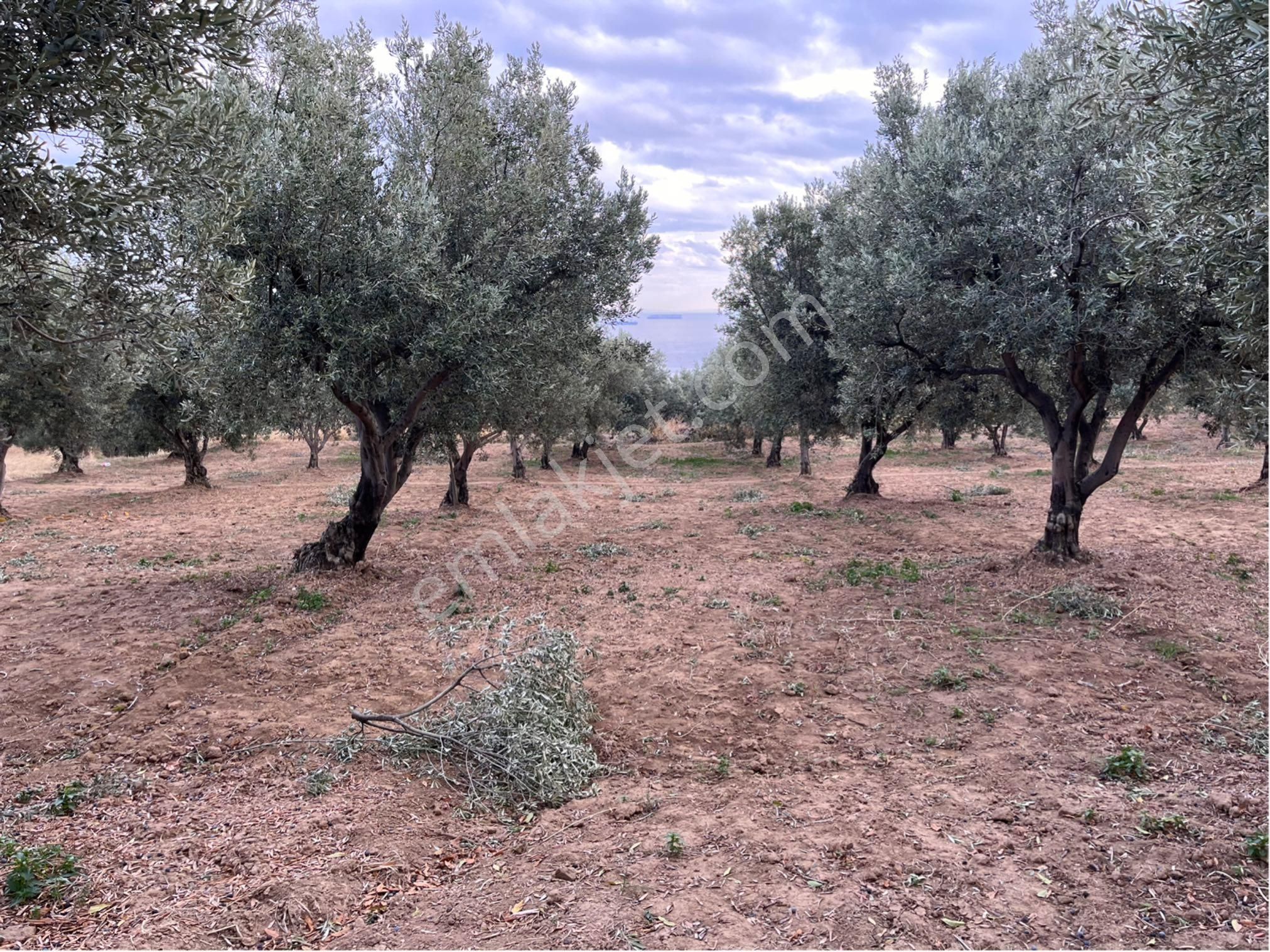 Şarköy Y. Kalamış Mah. Deniz Manzaralı Bakımlı Yolu Olan Zeytinlik Satılık - Görsel 24