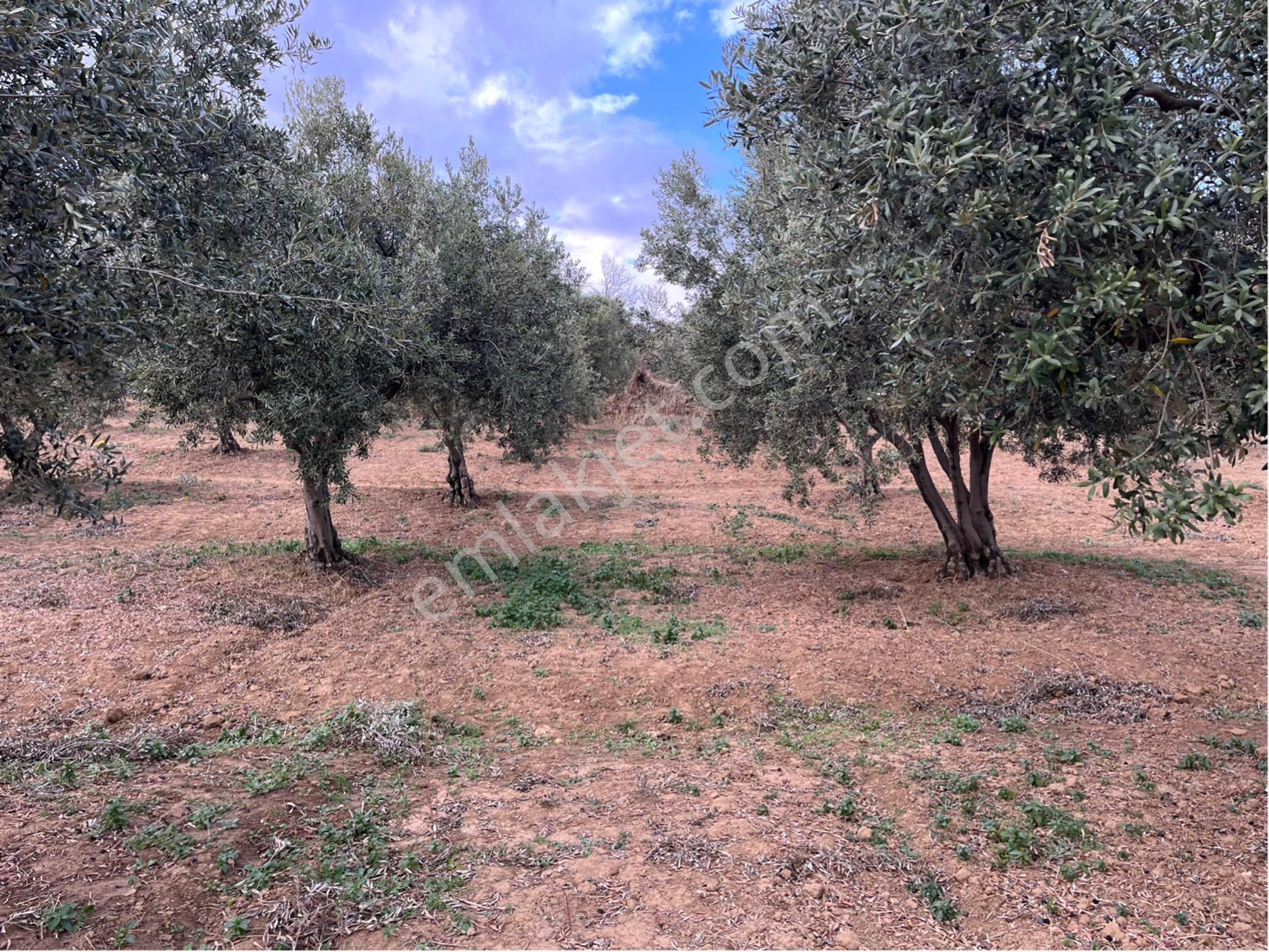 Şarköy Y. Kalamış Mah. Deniz Manzaralı Bakımlı Yolu Olan Zeytinlik Satılık - Görsel 13